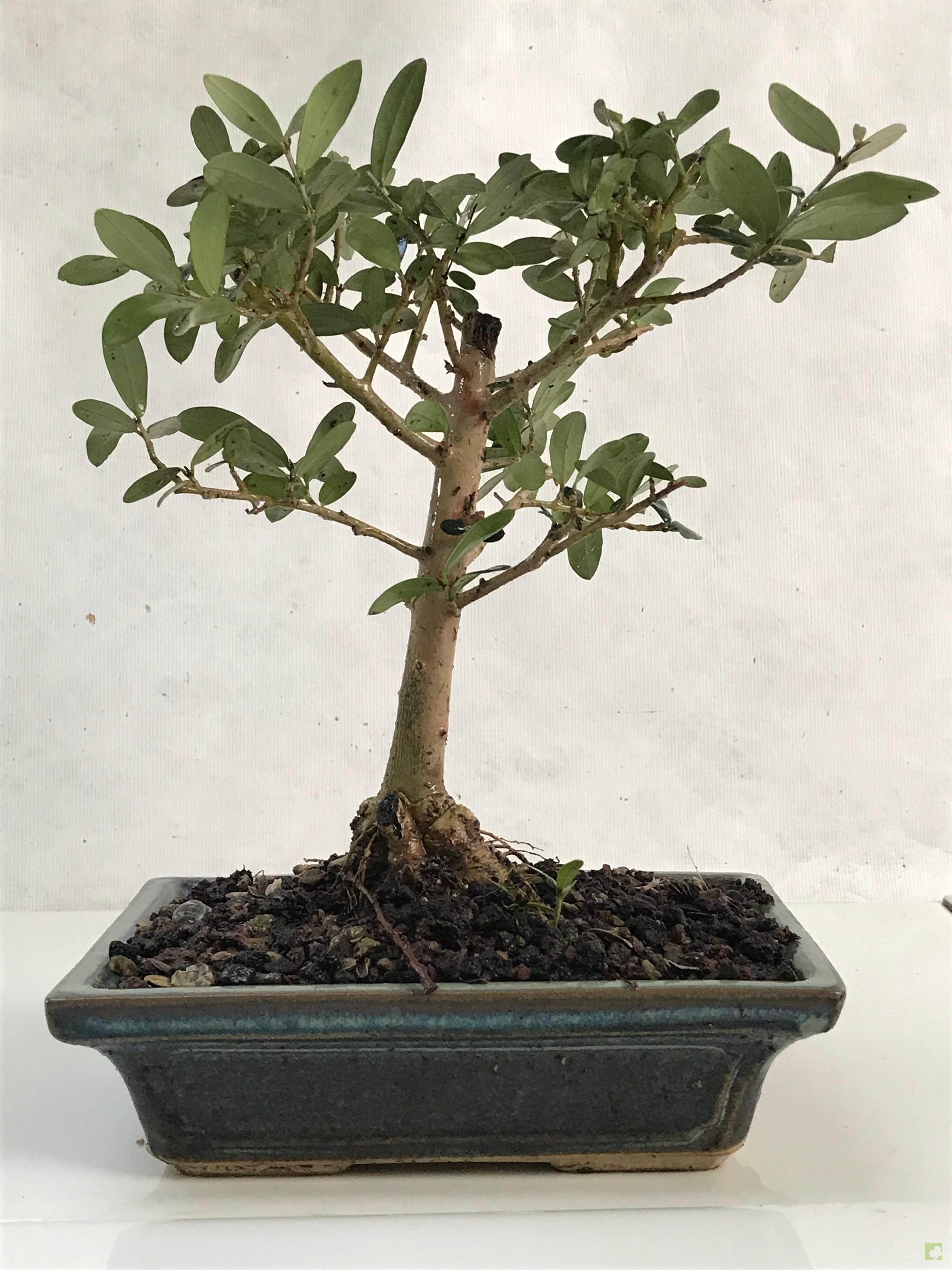 BONSAI OLIVO BONSAI OLIVO