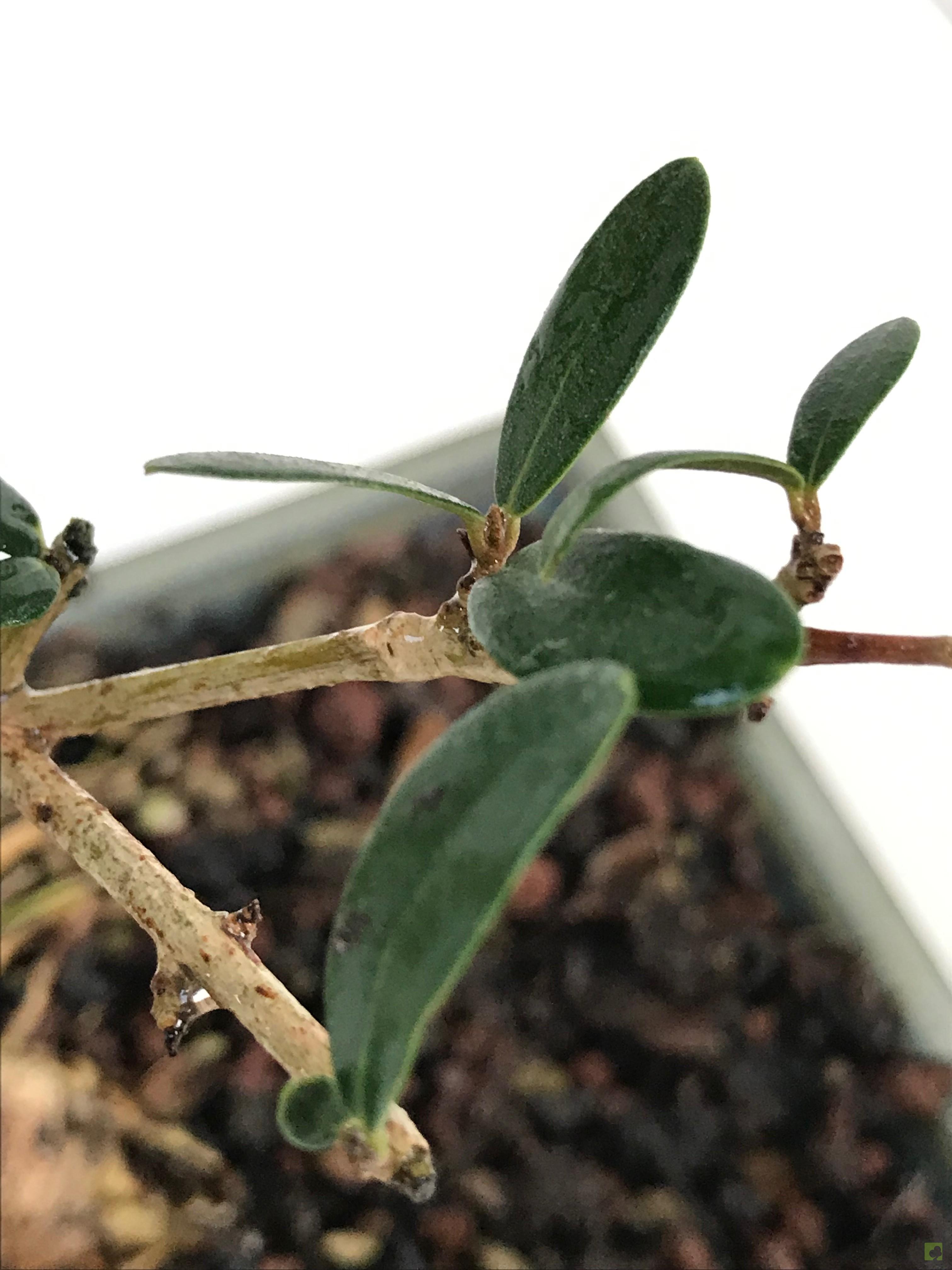 BONSAI OLIVO BONSAI OLIVO