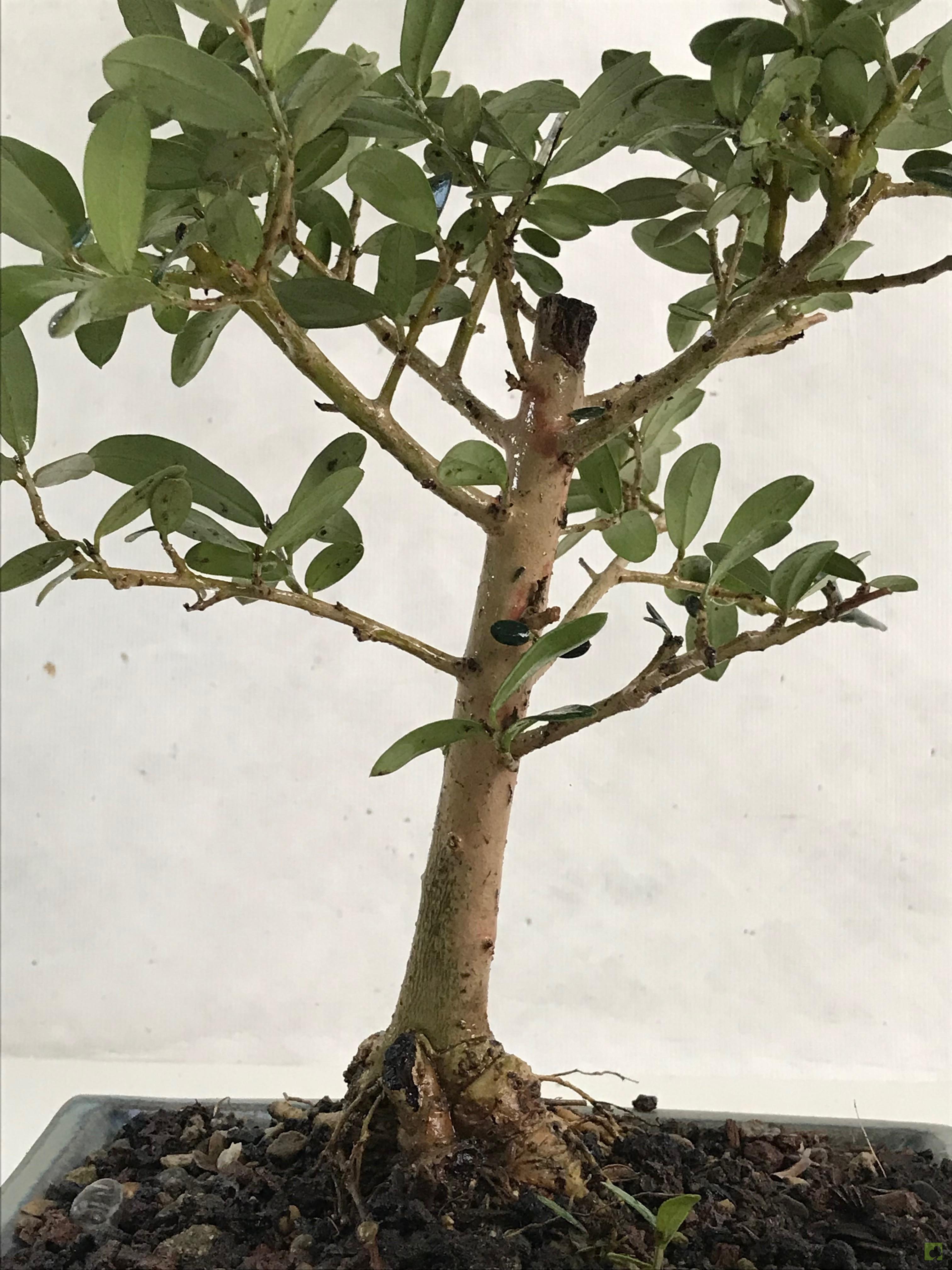 BONSAI OLIVO BONSAI OLIVO