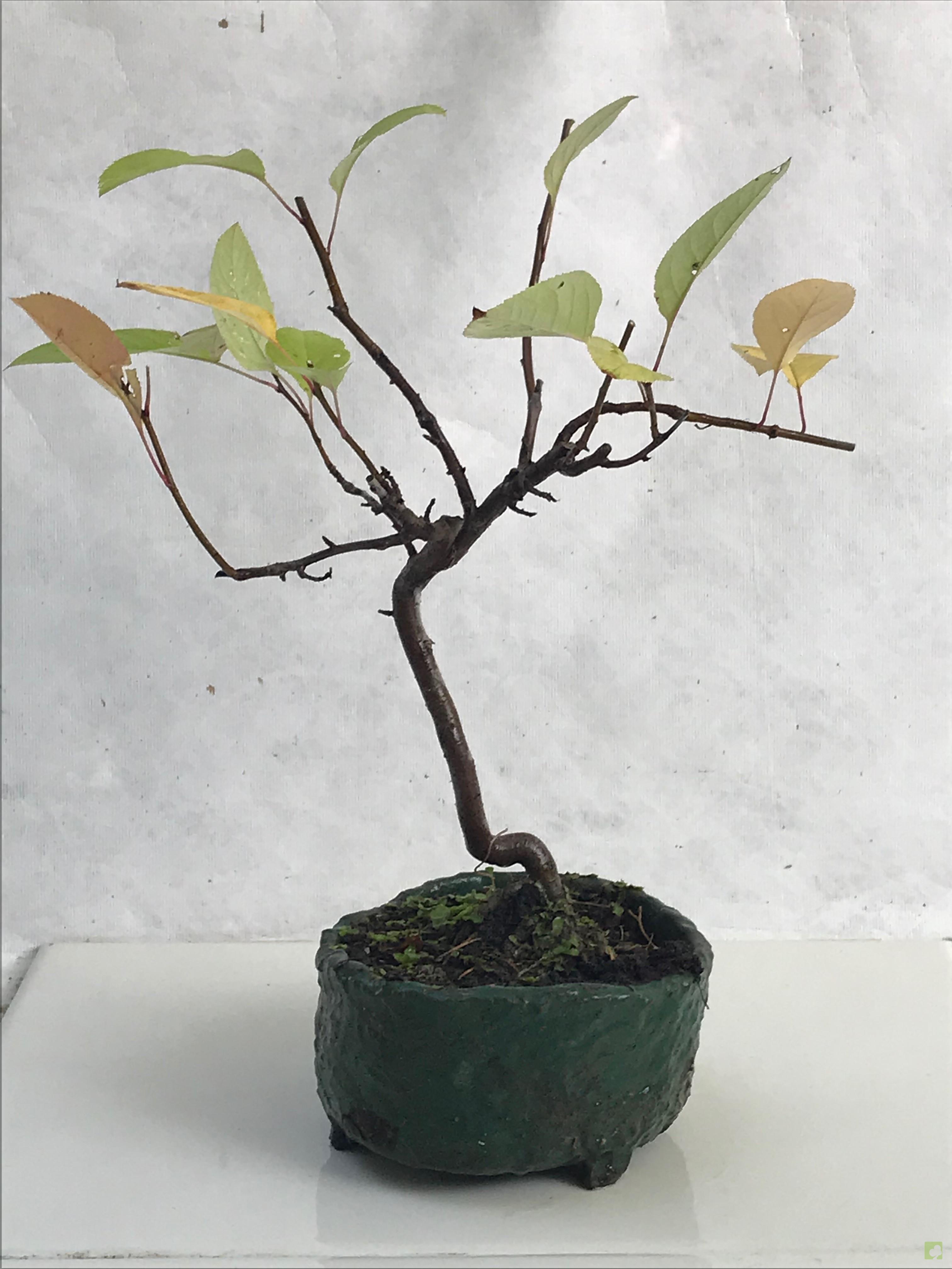 BONSAI MALUS SIEBOLDII BONSAI MALUS SIEBOLDII