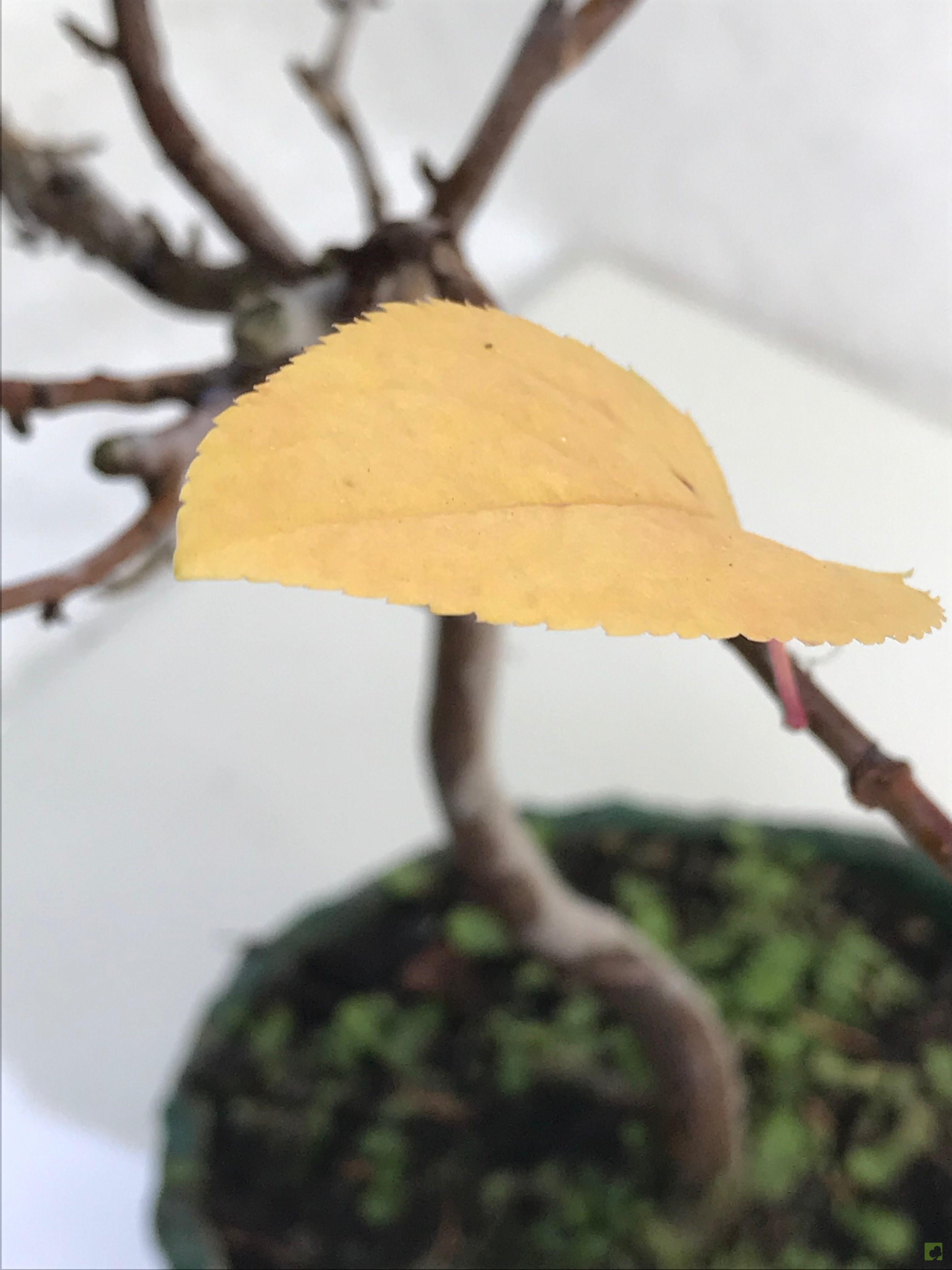 BONSAI MALUS SIEBOLDII BONSAI MALUS SIEBOLDII