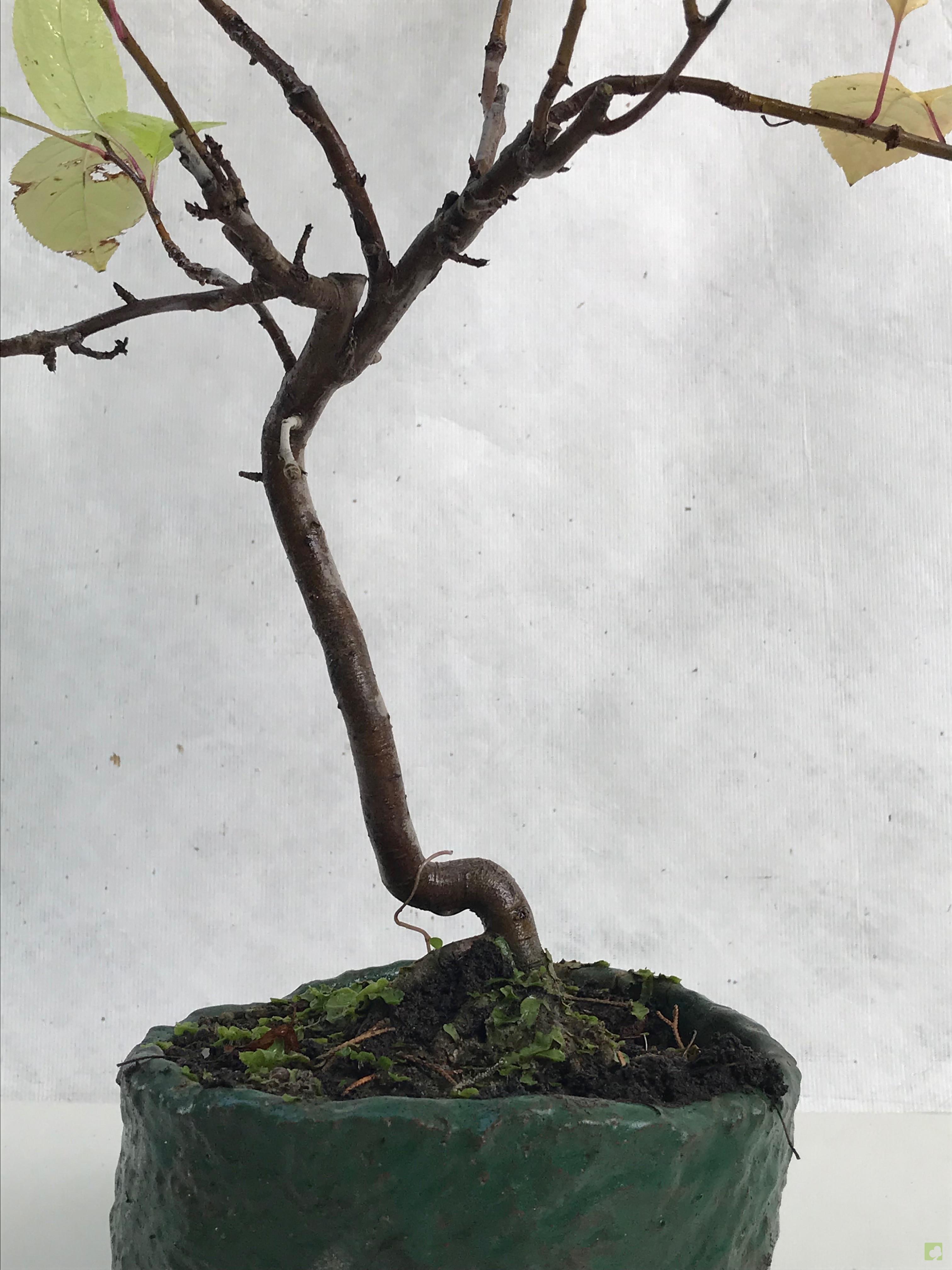 BONSAI MALUS SIEBOLDII BONSAI MALUS SIEBOLDII