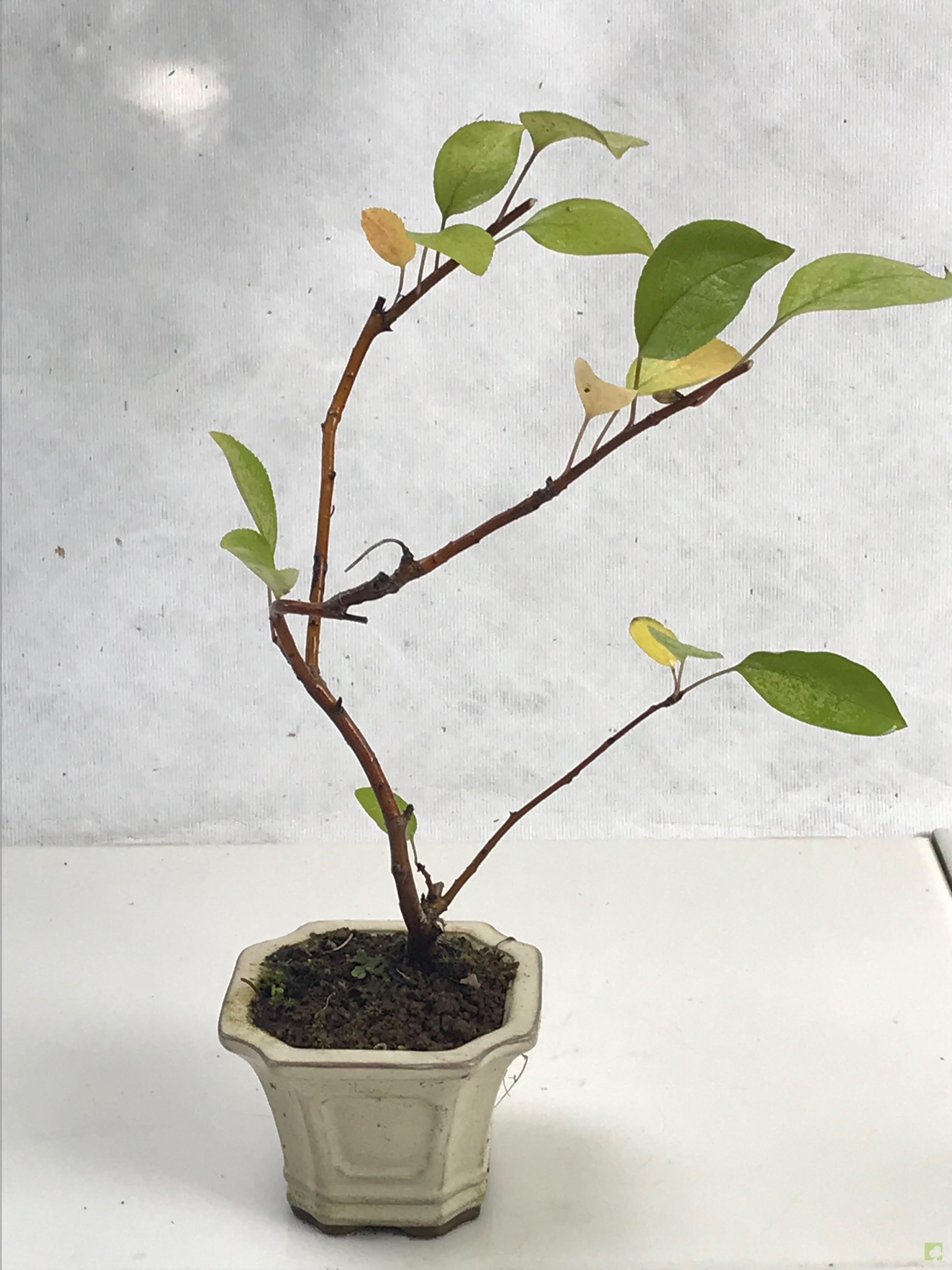 MAME MALUS SIEBOLDII MAME MALUS SIEBOLDII