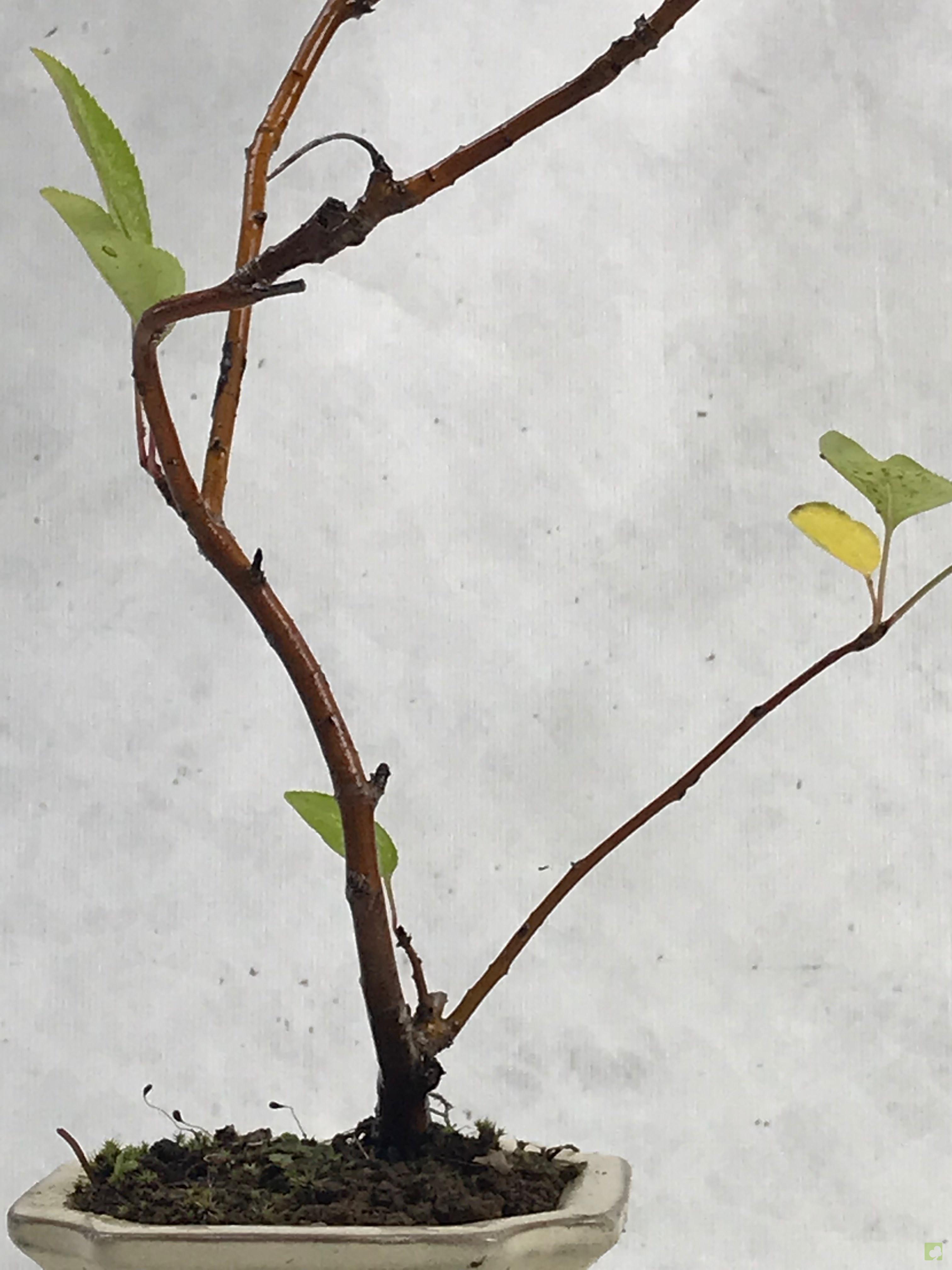 MAME MALUS SIEBOLDII MAME MALUS SIEBOLDII