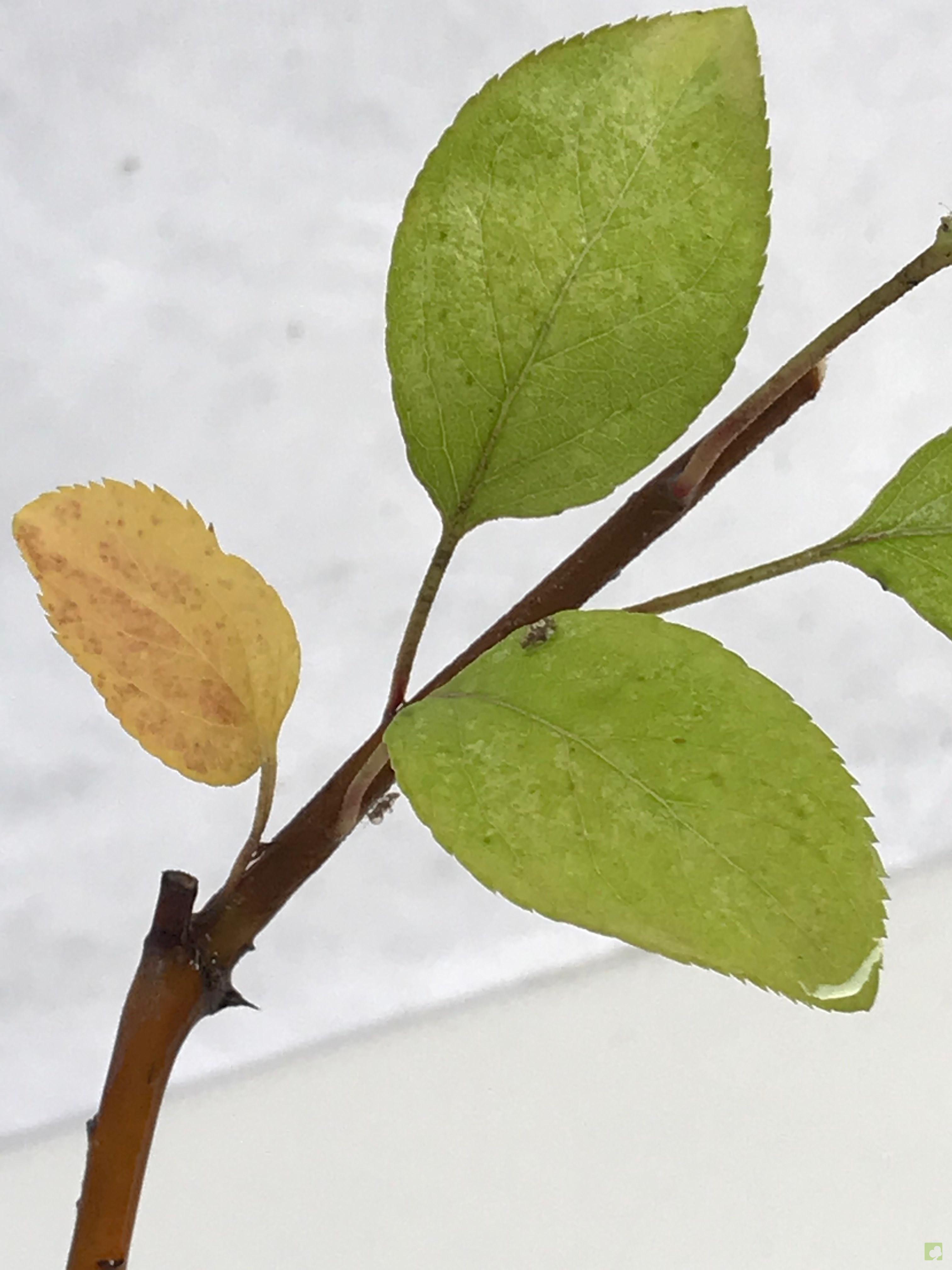 MAME MALUS SIEBOLDII MAME MALUS SIEBOLDII