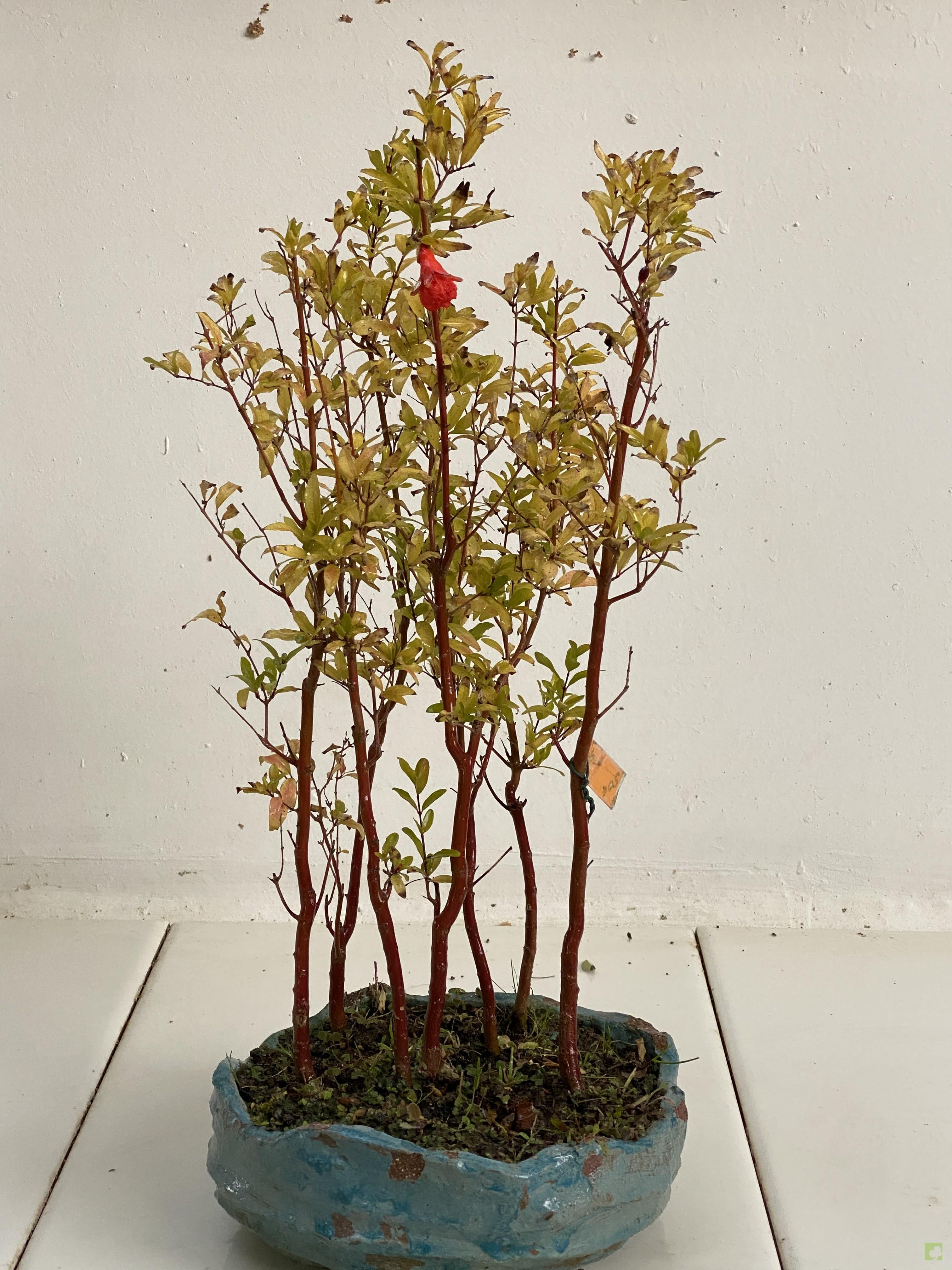 BOSQUE PUNICA GRANATUM BOSQUE PUNICA GRANATUM