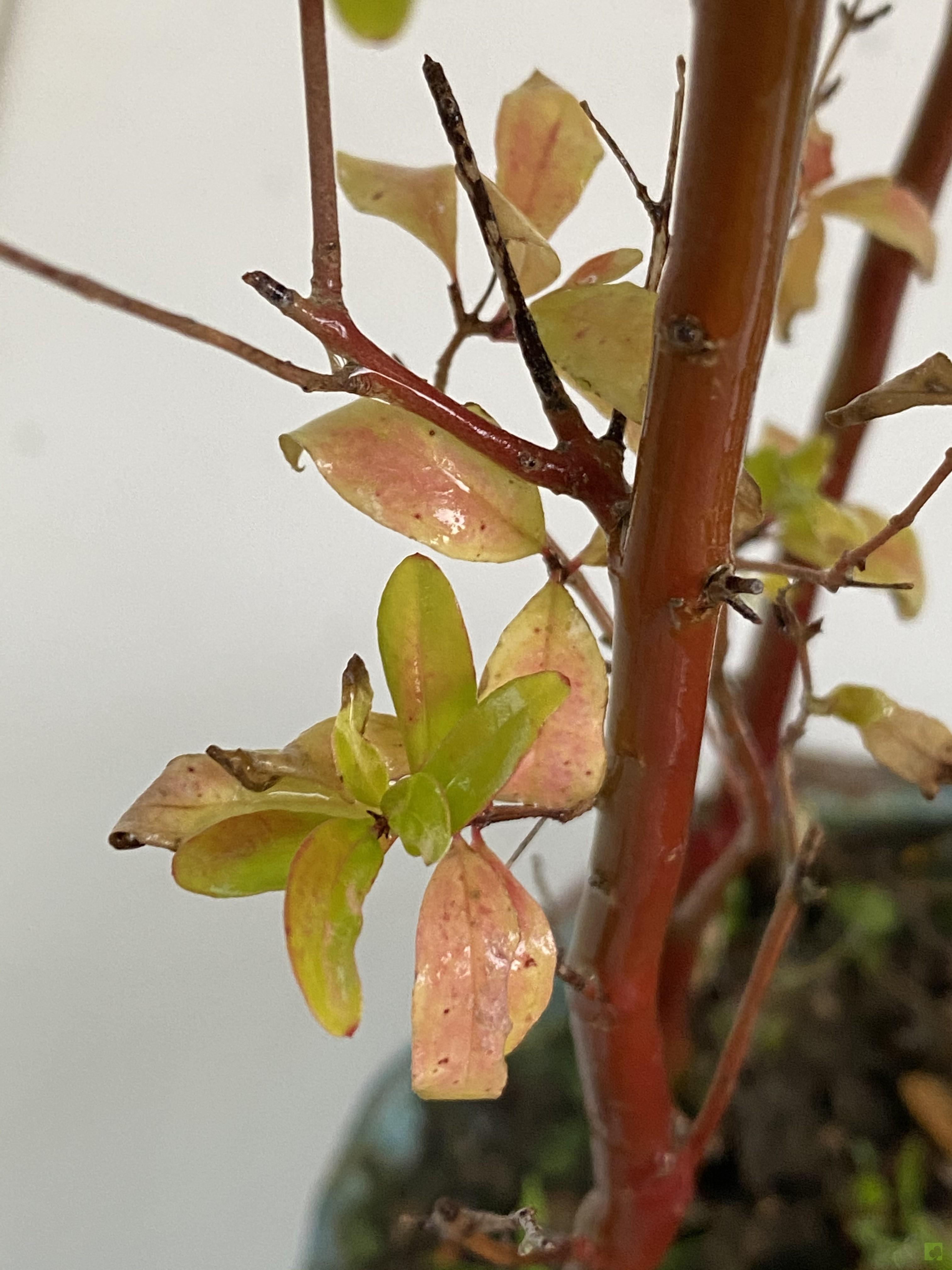 BOSQUE PUNICA GRANATUM BOSQUE PUNICA GRANATUM