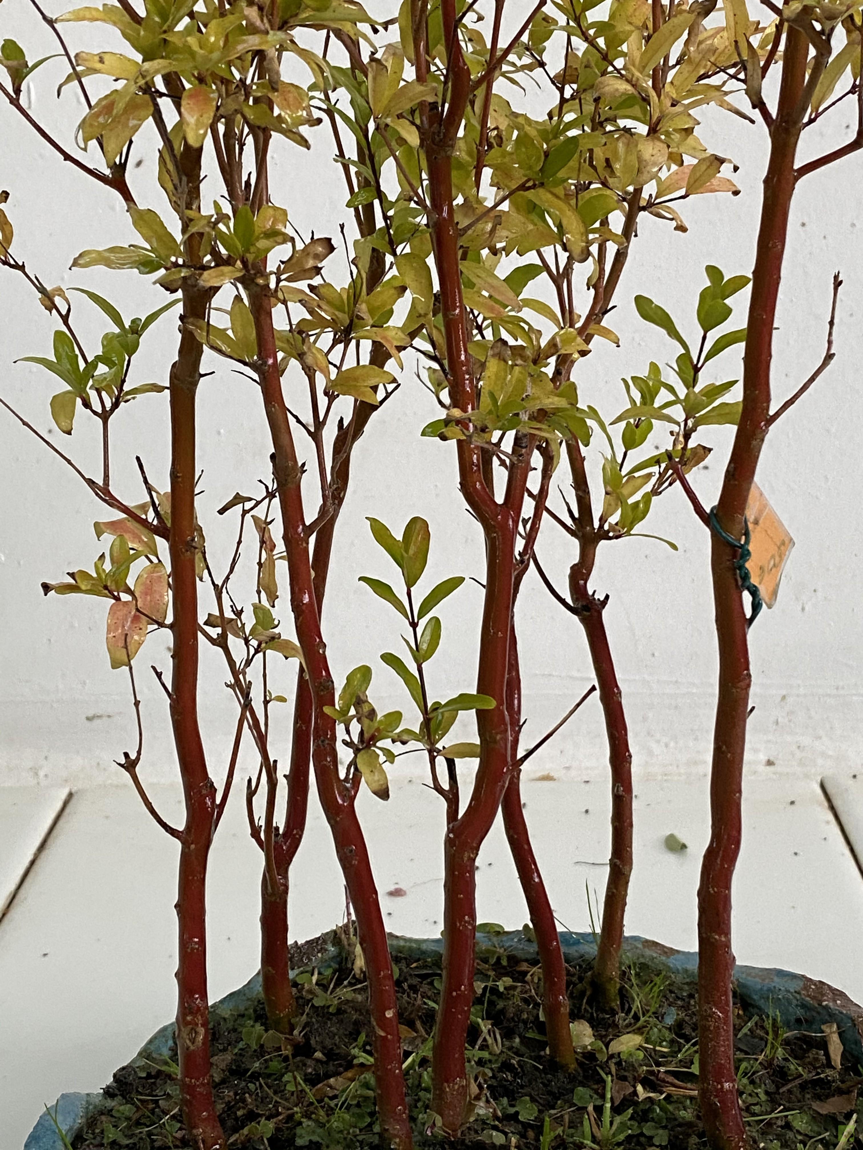 BOSQUE PUNICA GRANATUM BOSQUE PUNICA GRANATUM