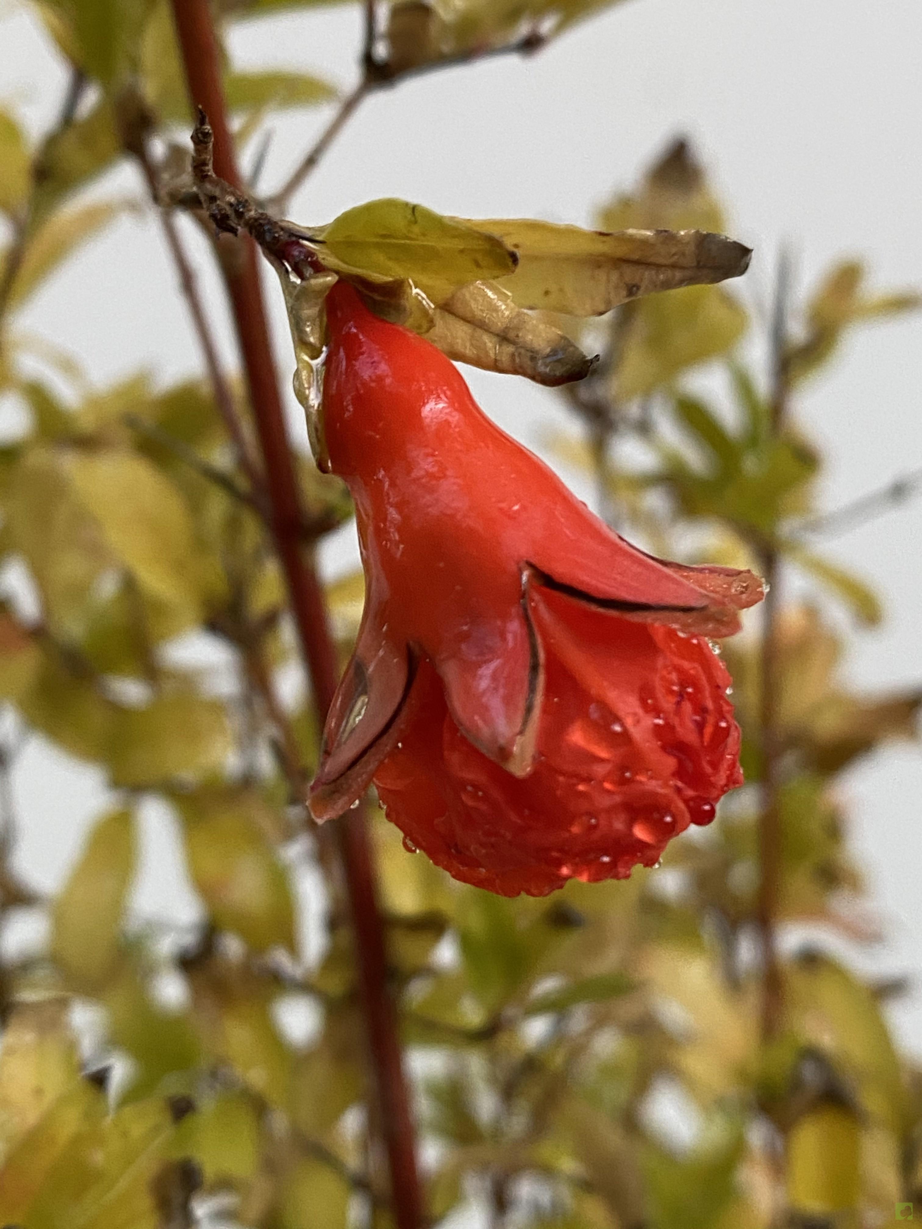 BOSQUE PUNICA GRANATUM BOSQUE PUNICA GRANATUM