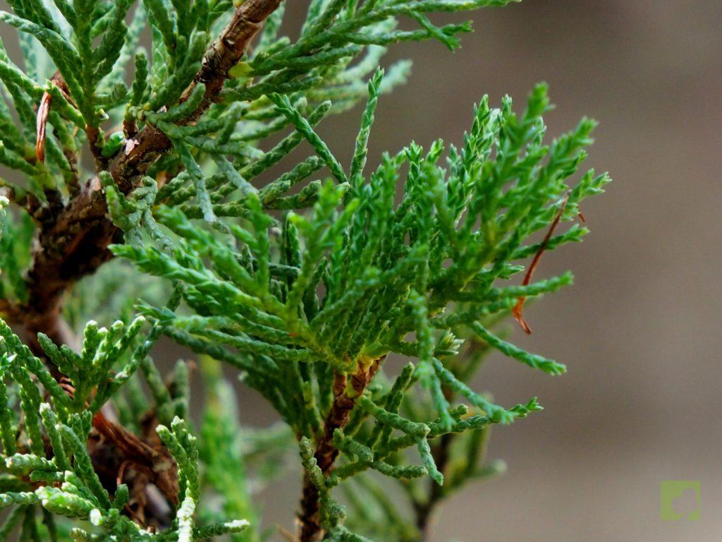 PLANTÓN JUNIPERO RASTRERO