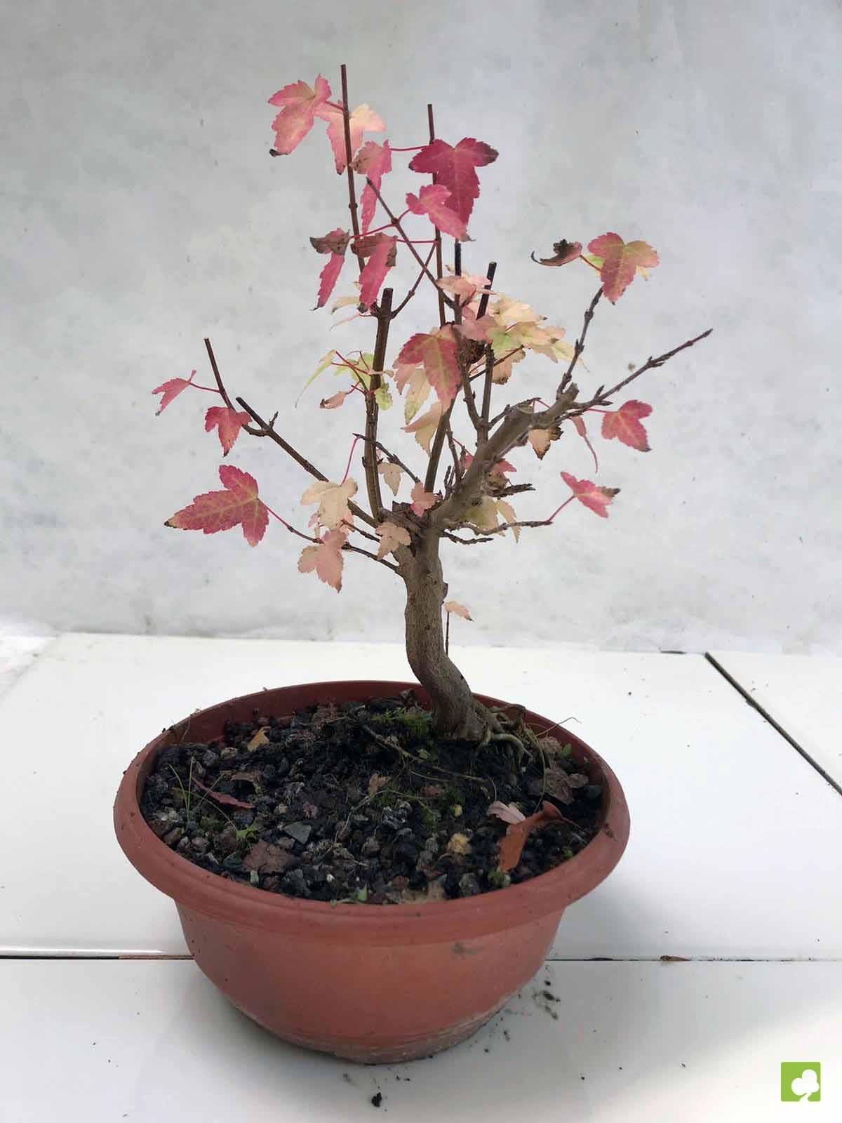 PREBONSAI ACER BURGERIANO PREBONSAI ACER BURGERIANO