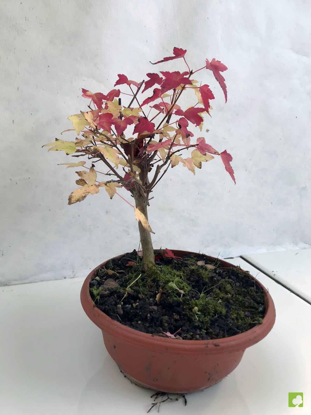 PREBONSAI ACER BURGERIANO PREBONSAI ACER BURGERIANO