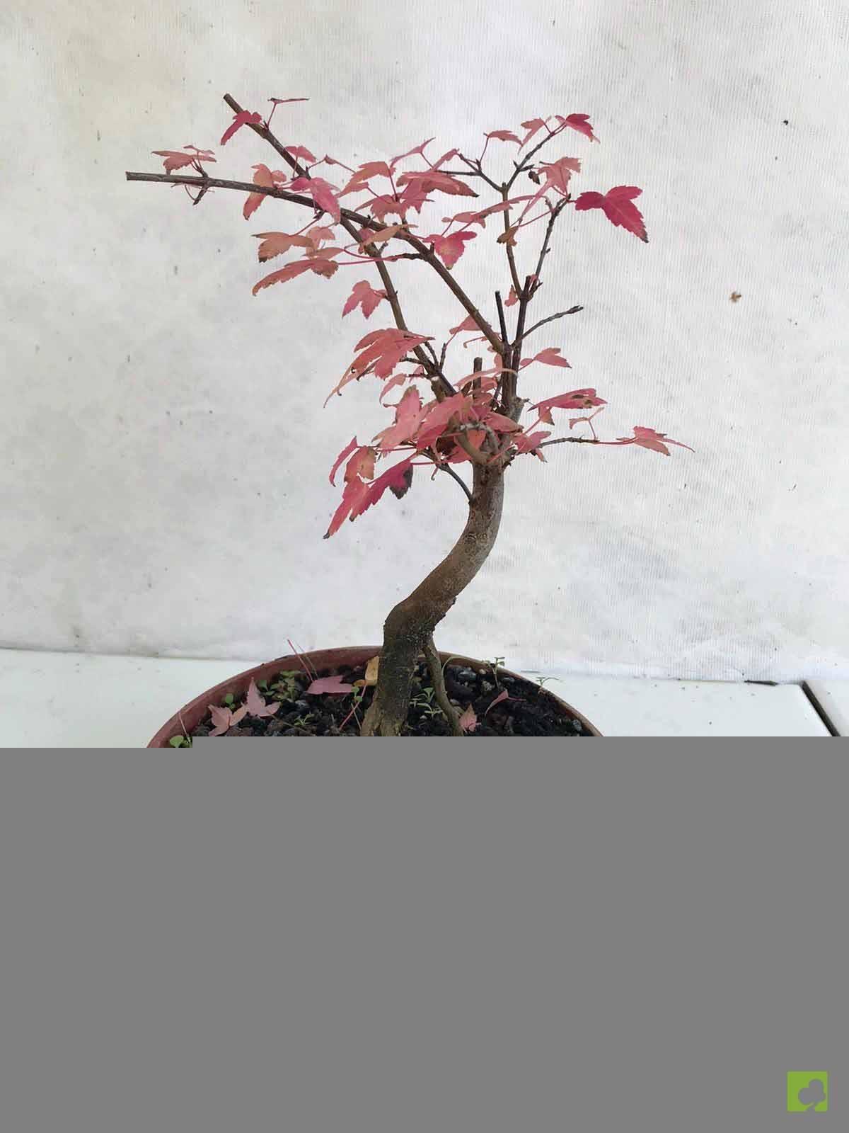 PREBONSAI ACER BURGERIANO PREBONSAI ACER BURGERIANO