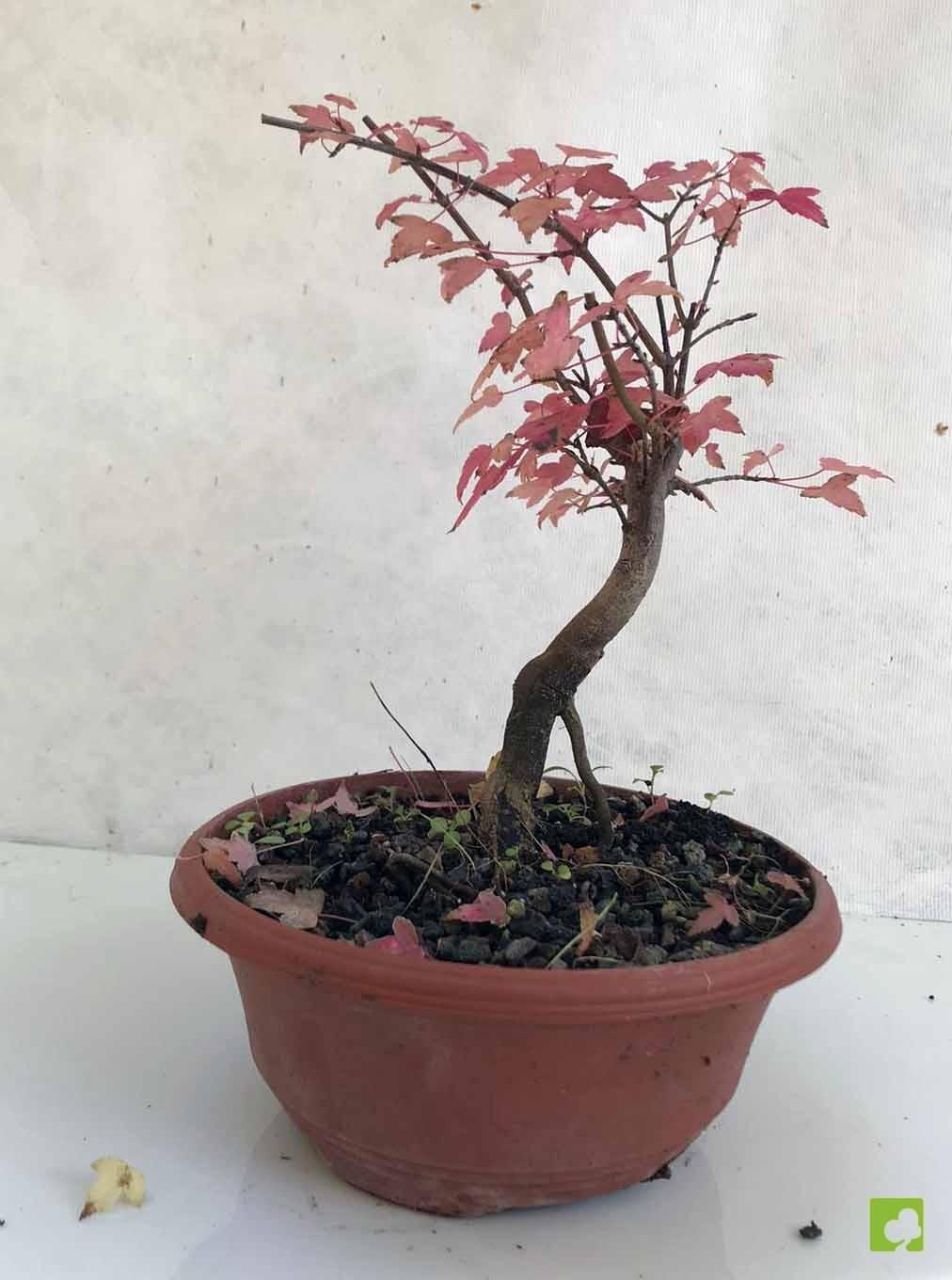 PREBONSAI ACER BURGERIANO PREBONSAI ACER BURGERIANO