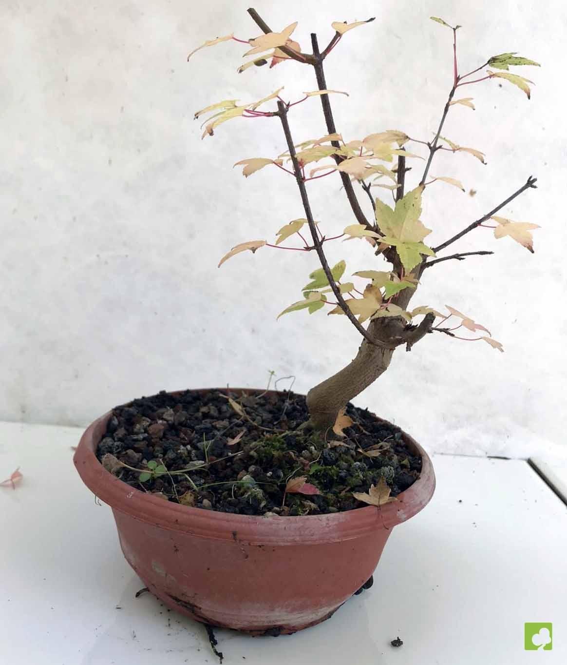 PREBONSAI ACER BURGERIANO PREBONSAI ACER BURGERIANO