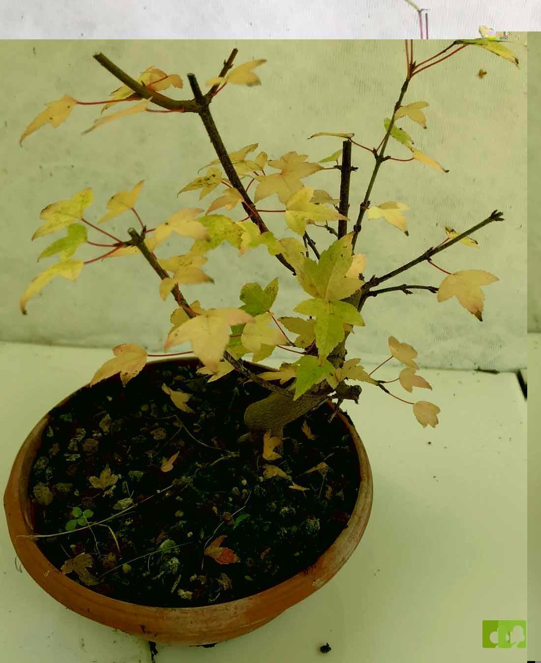 PREBONSAI ACER BURGERIANO PREBONSAI ACER BURGERIANO