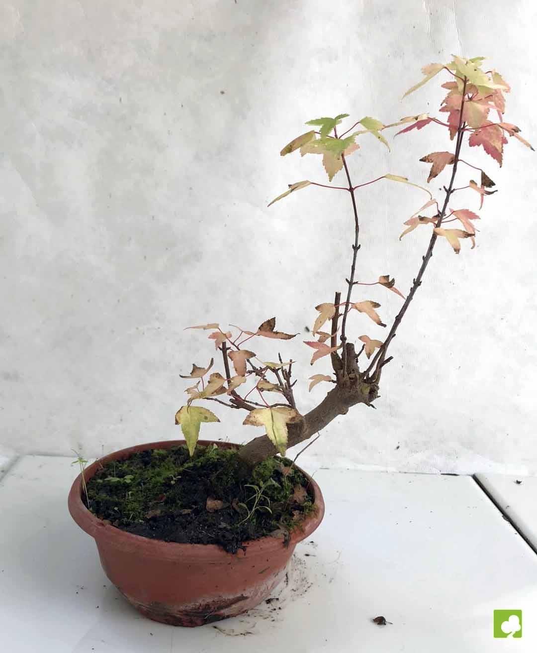 PREBONSAI ACER BURGERIANO PREBONSAI ACER BURGERIANO