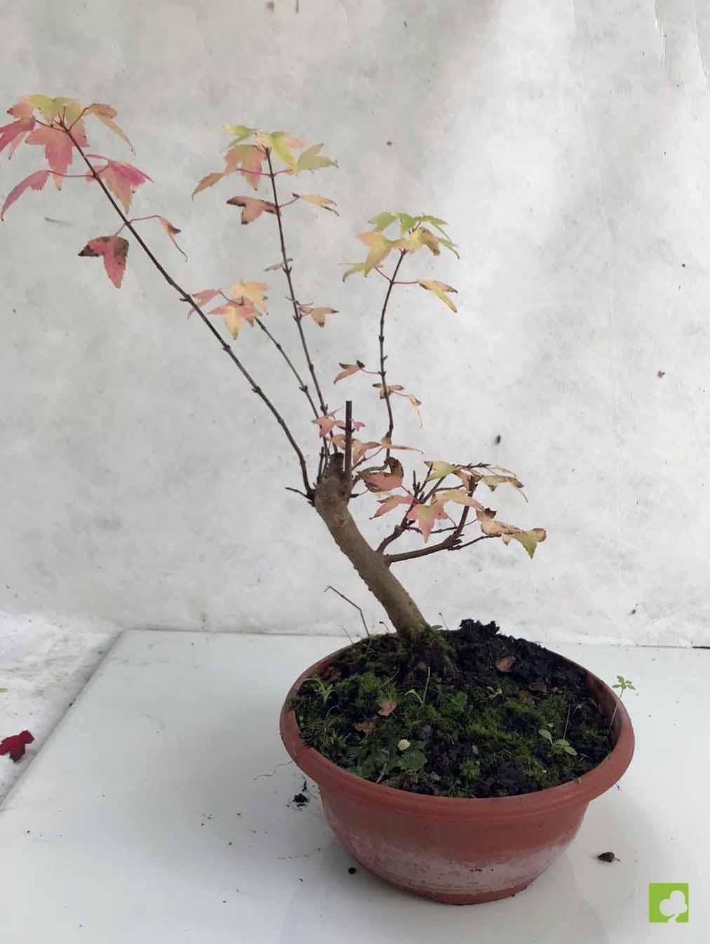 PREBONSAI ACER BURGERIANO PREBONSAI ACER BURGERIANO