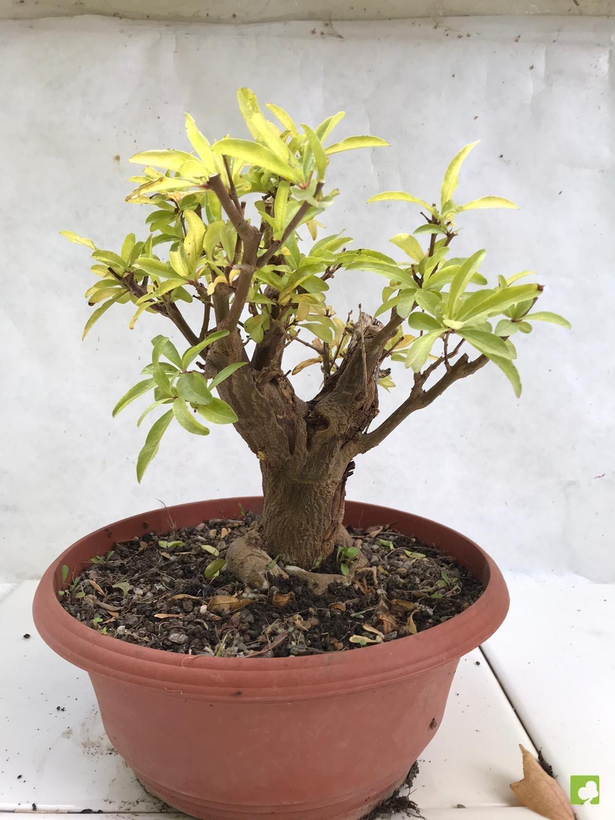 PREBONSAI GRANADO NEJIKAN PREBONSAI GRANADO NEJIKAN