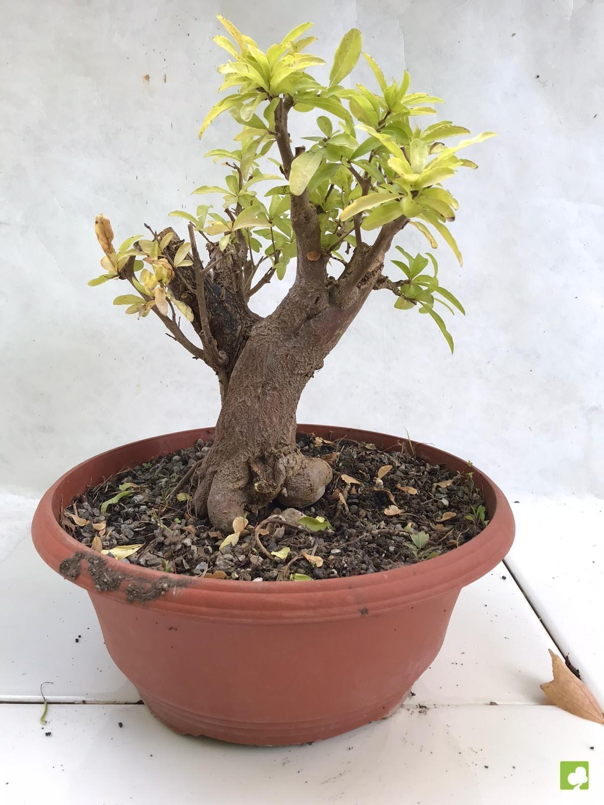 PREBONSAI GRANADO NEJIKAN PREBONSAI GRANADO NEJIKAN