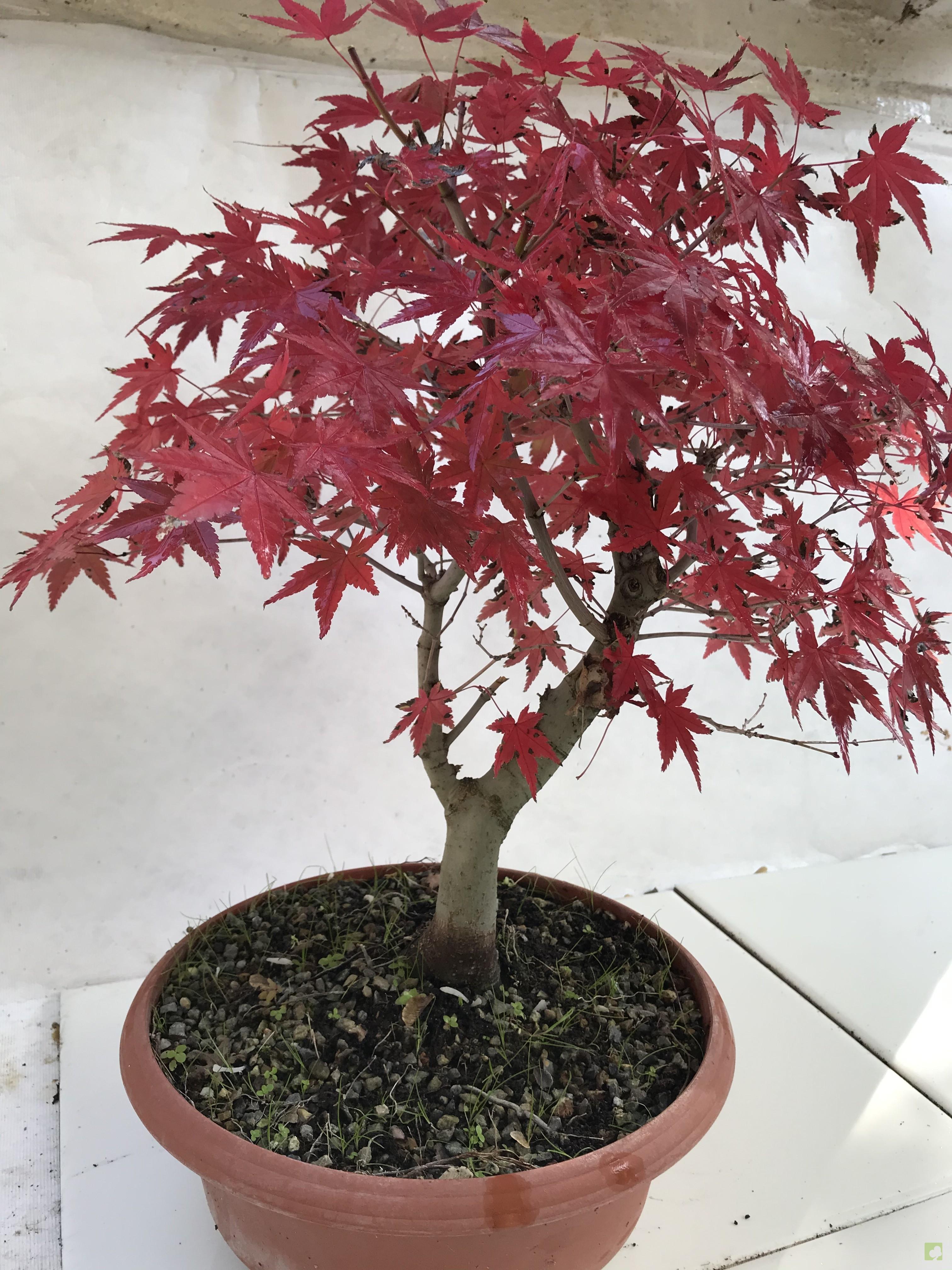 PREBONSAI ACER YAMAMOMIJI PREBONSAI ACER YAMAMOMIJI