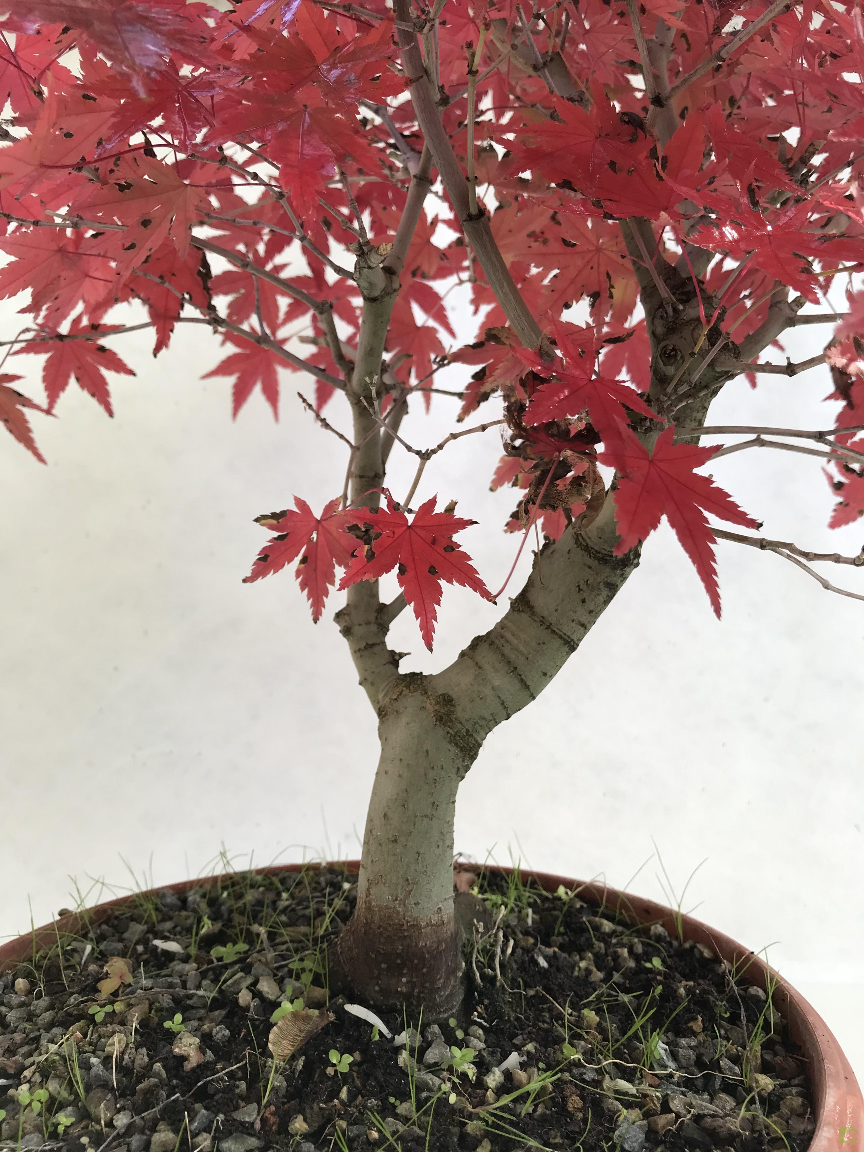 PREBONSAI ACER YAMAMOMIJI PREBONSAI ACER YAMAMOMIJI