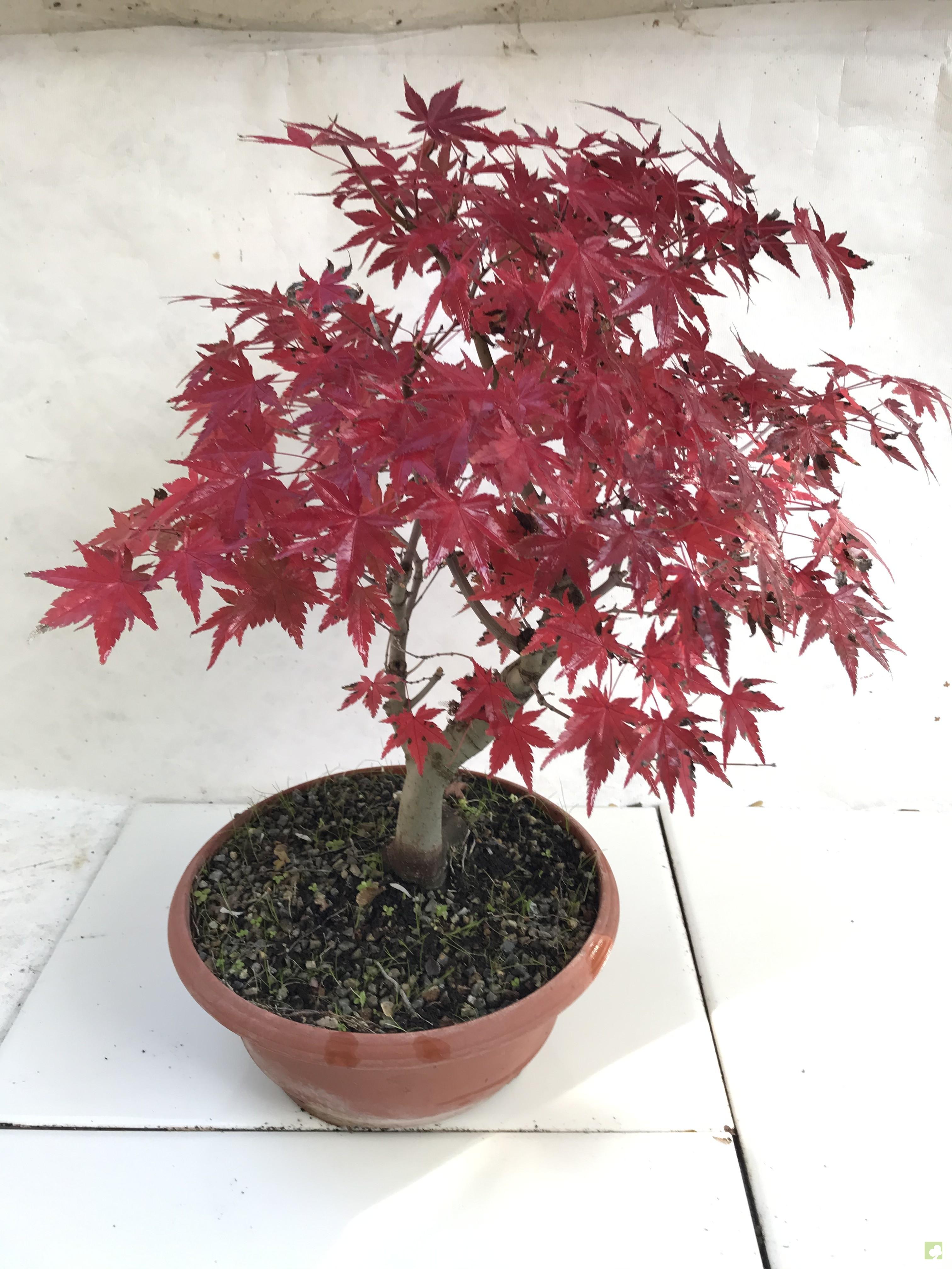 PREBONSAI ACER YAMAMOMIJI PREBONSAI ACER YAMAMOMIJI