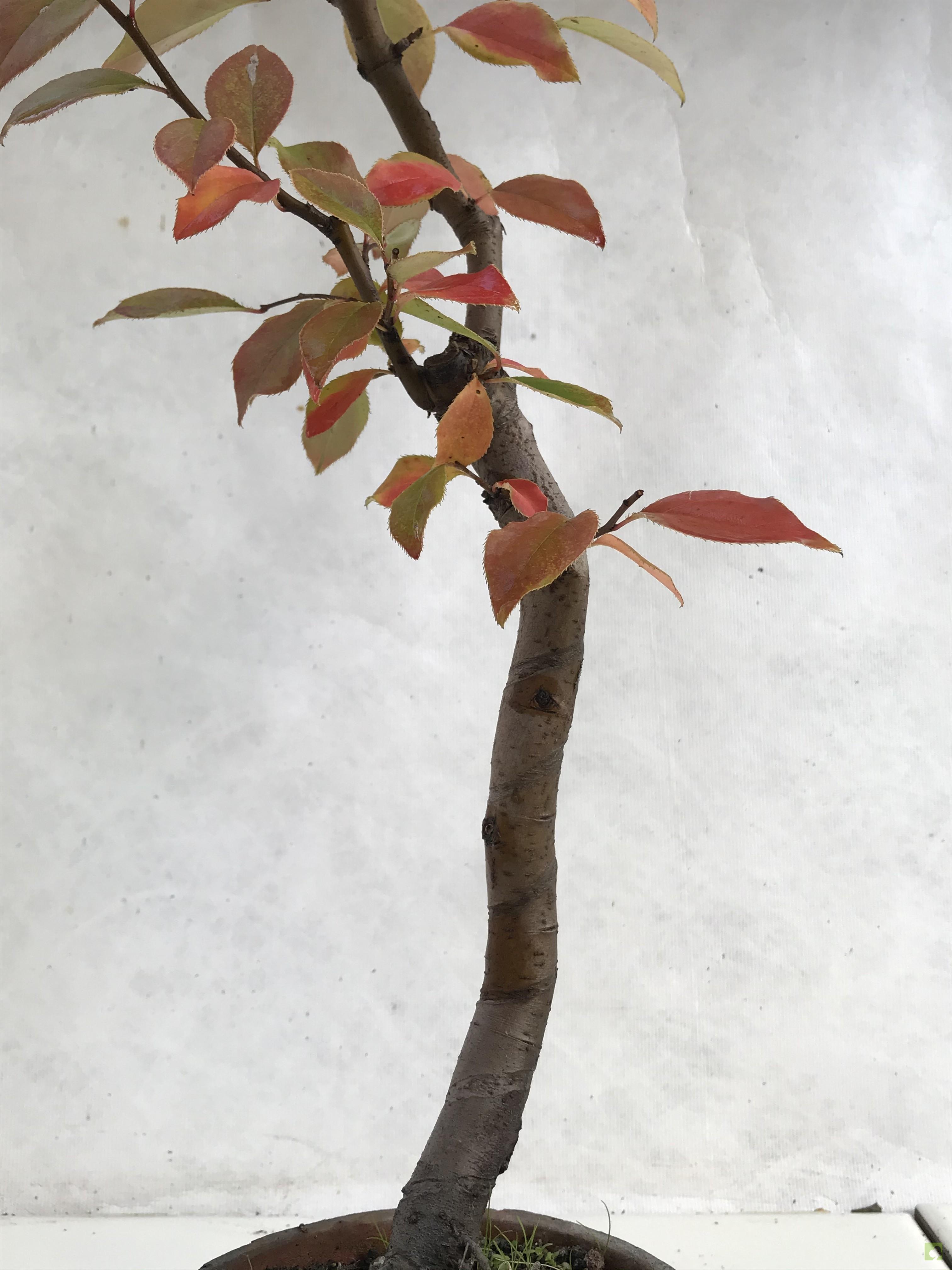 PREBONSAI PSEUDOCYDONIA SINESIS PREBONSAI PSEUDOCYDONIA SINESIS