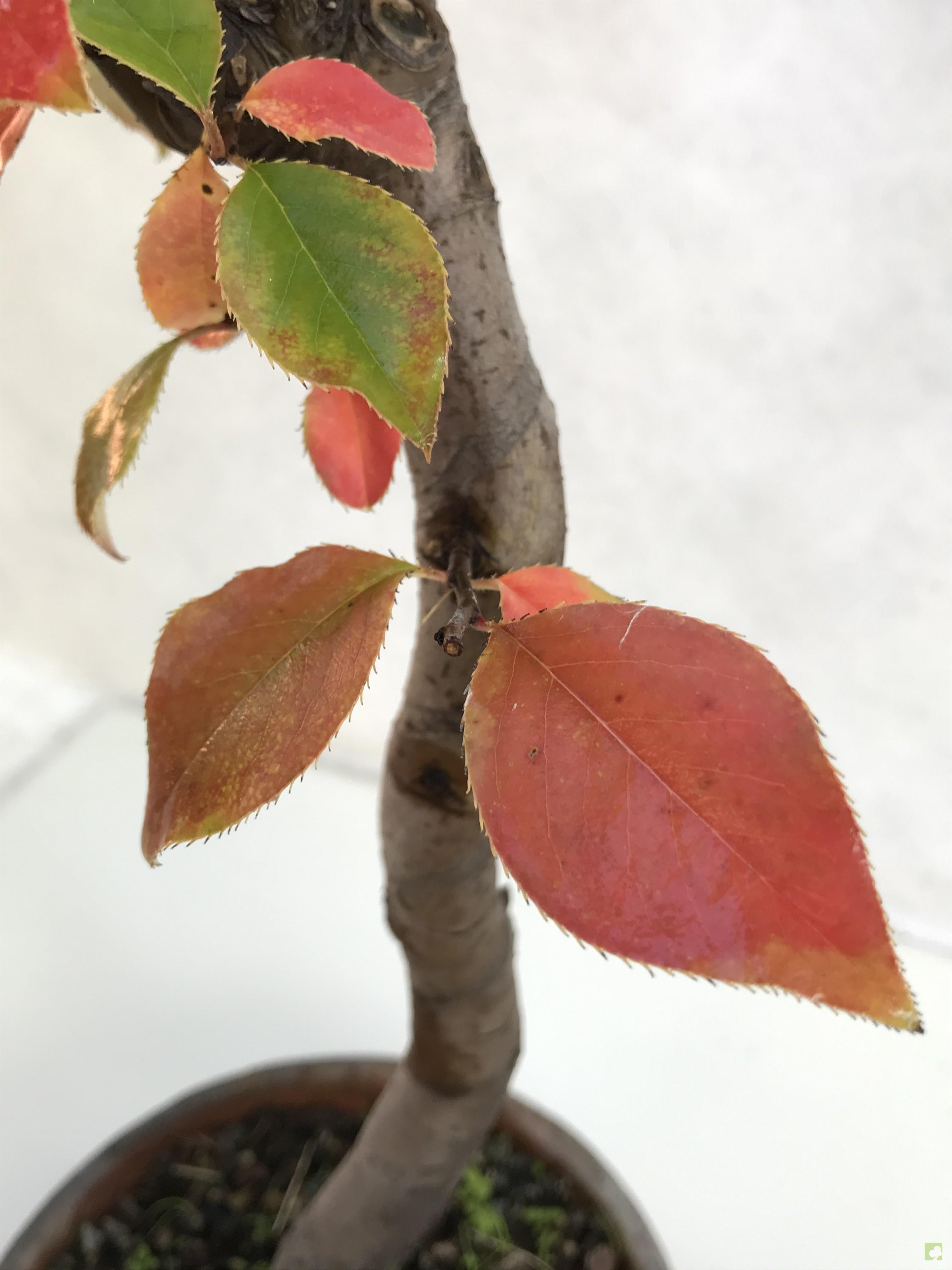 PREBONSAI PSEUDOCYDONIA SINESIS PREBONSAI PSEUDOCYDONIA SINESIS