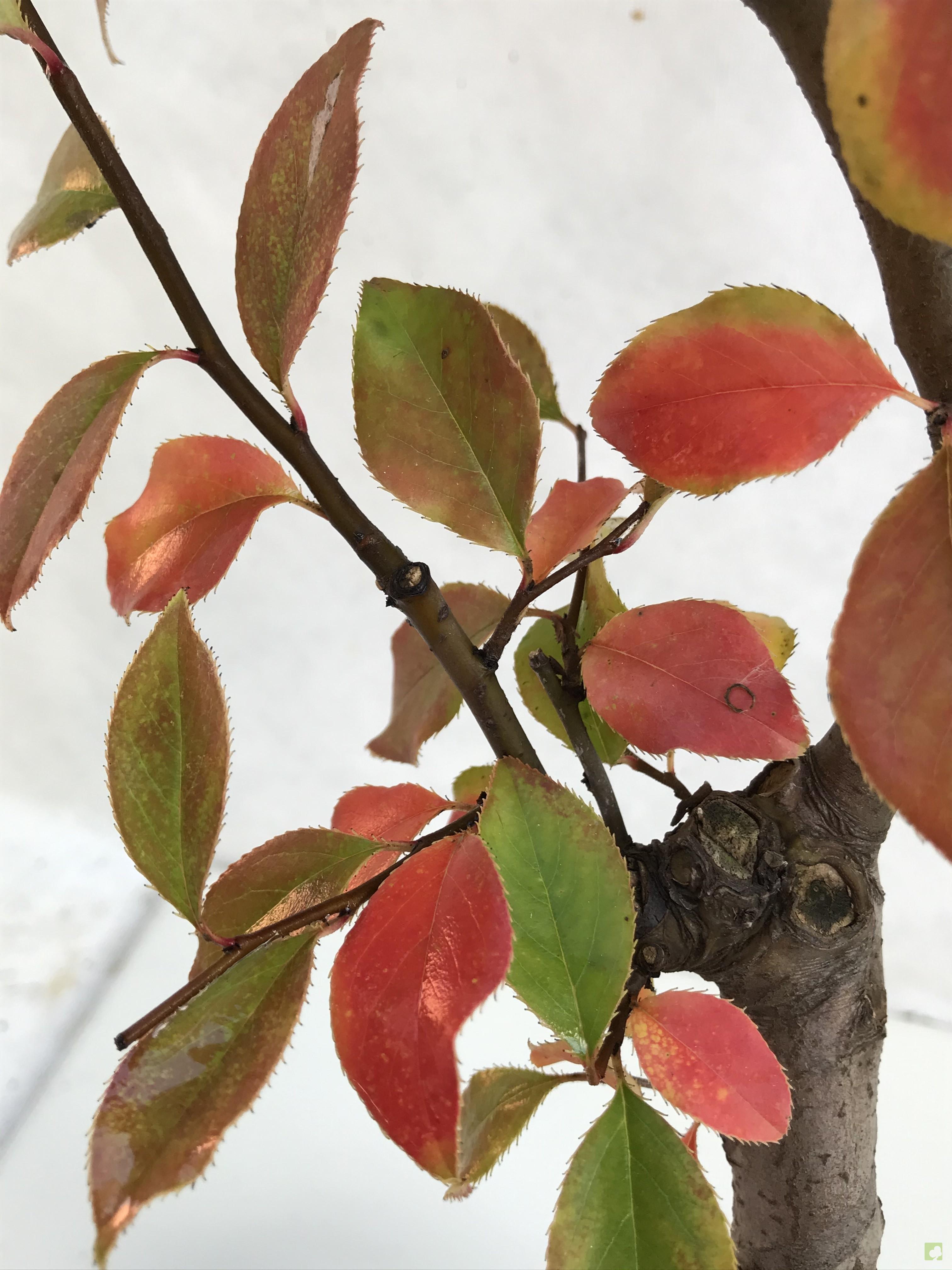 PREBONSAI PSEUDOCYDONIA SINESIS PREBONSAI PSEUDOCYDONIA SINESIS