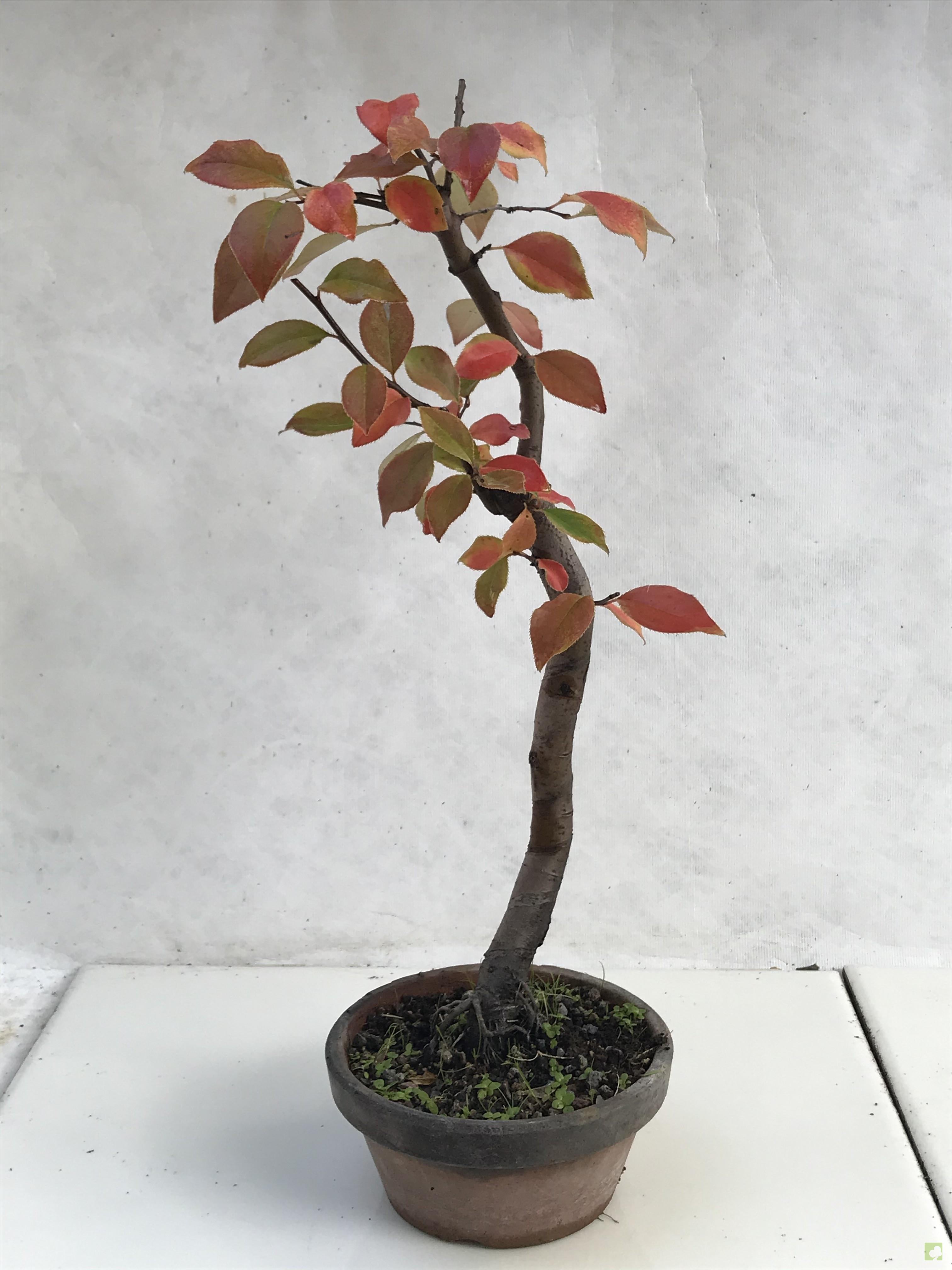 PREBONSAI PSEUDOCYDONIA SINESIS PREBONSAI PSEUDOCYDONIA SINESIS