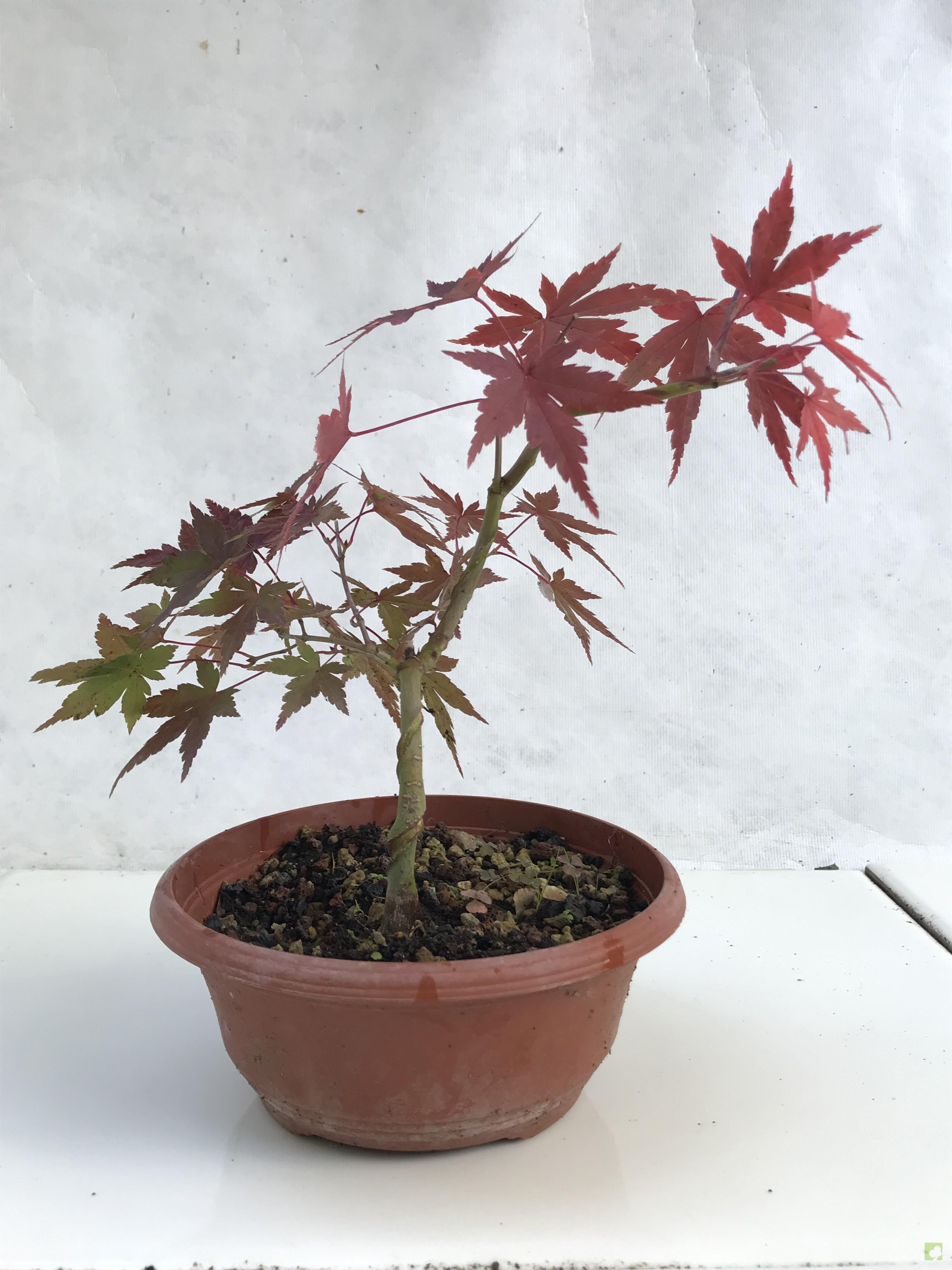 PREBONSAI ACER YAMAMOMIJI PREBONSAI ACER YAMAMOMIJI