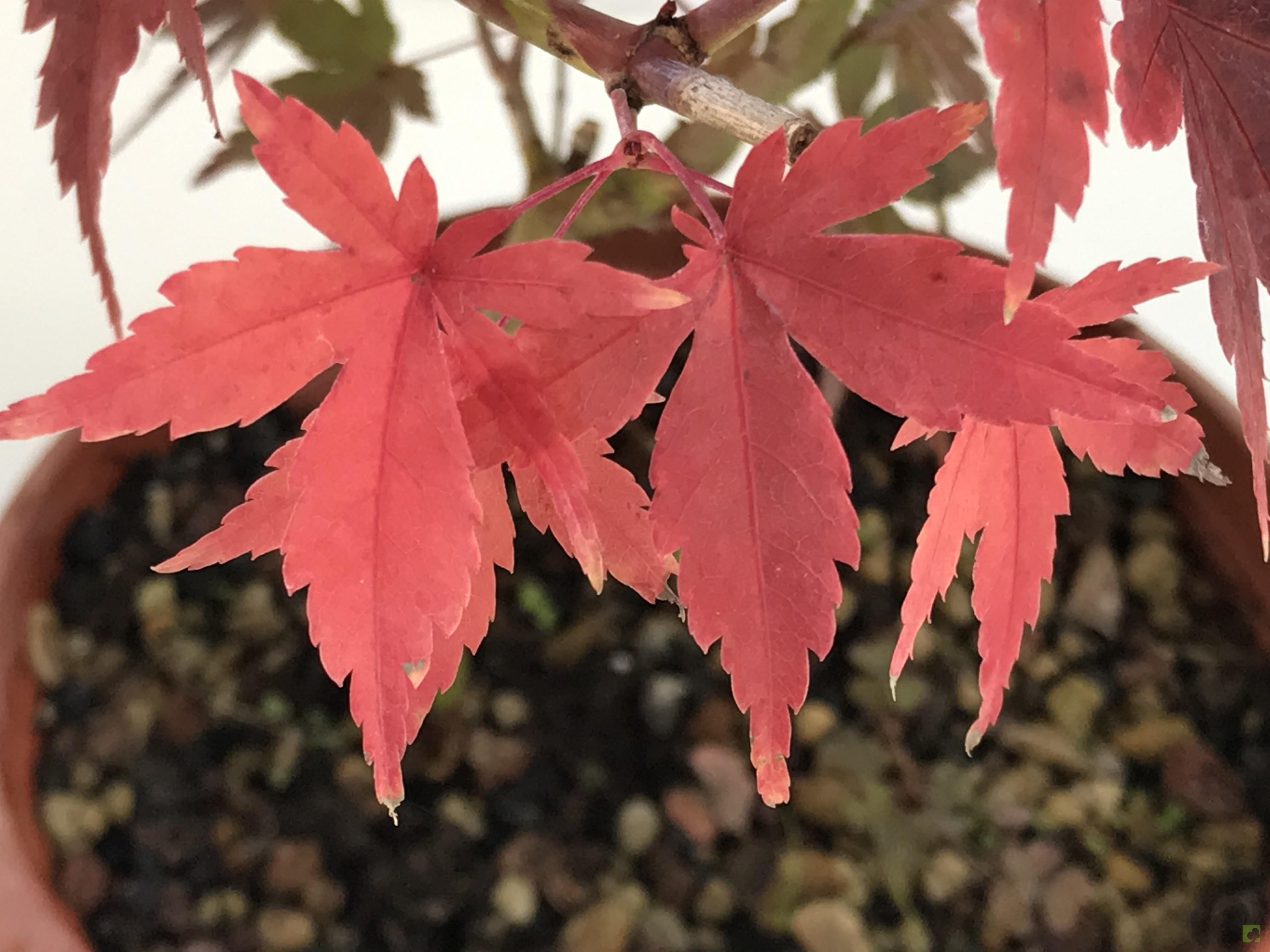 PREBONSAI ACER YAMAMOMIJI PREBONSAI ACER YAMAMOMIJI
