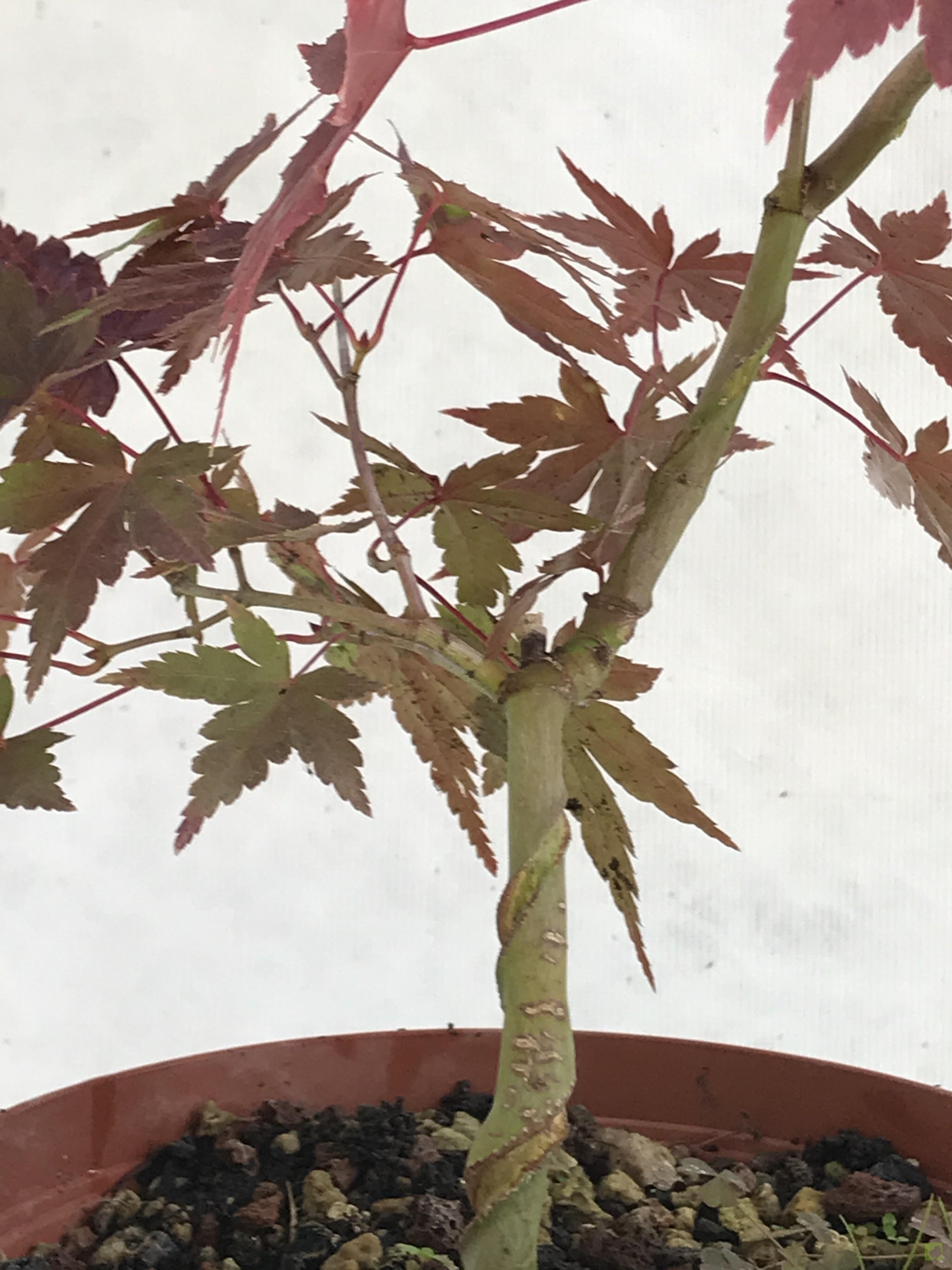 PREBONSAI ACER YAMAMOMIJI PREBONSAI ACER YAMAMOMIJI