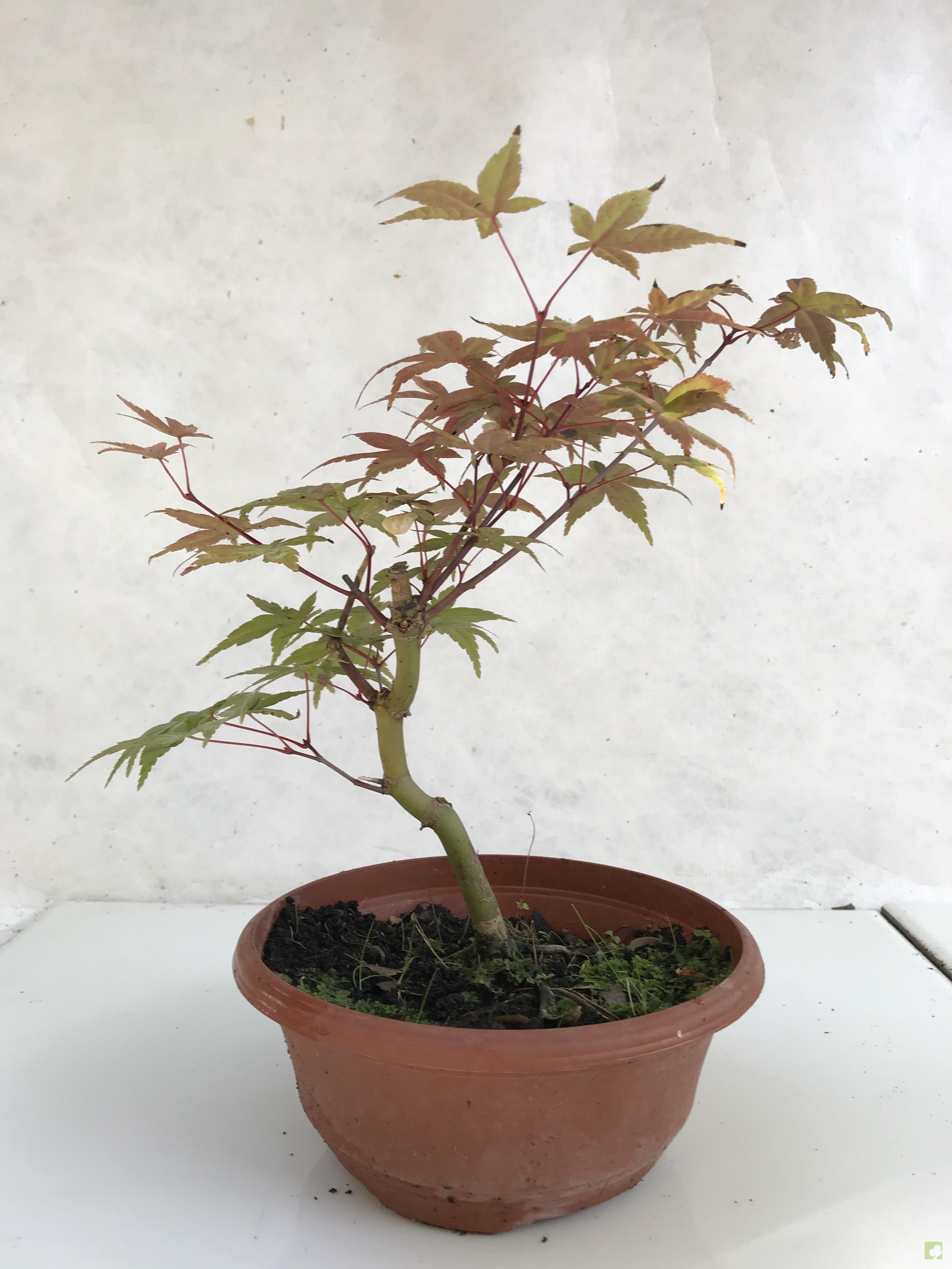 PREBONSAI ACER YAMAMOMIJI PREBONSAI ACER YAMAMOMIJI