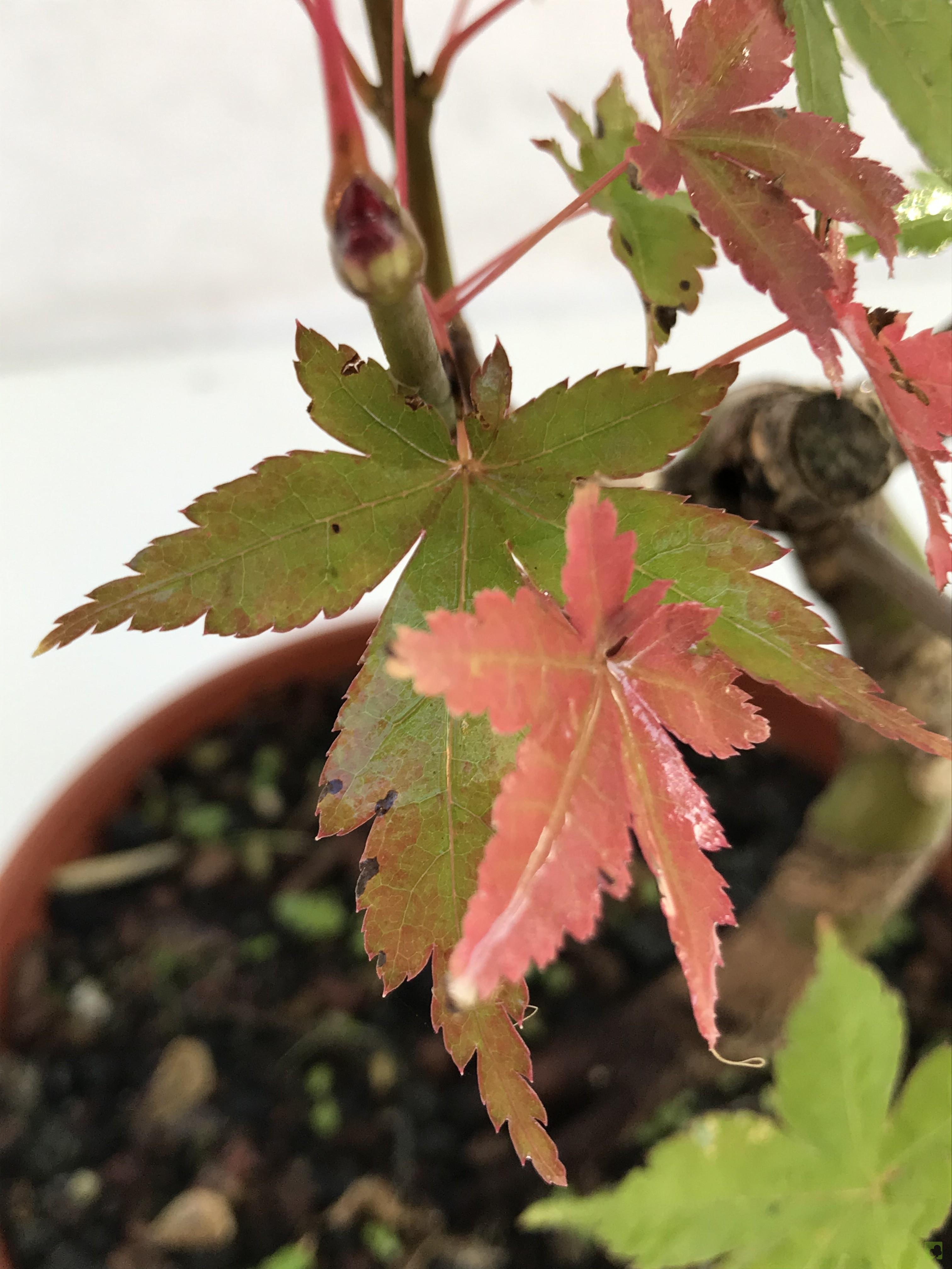 PREBONSAI ACER YAMAMOMIJI PREBONSAI ACER YAMAMOMIJI