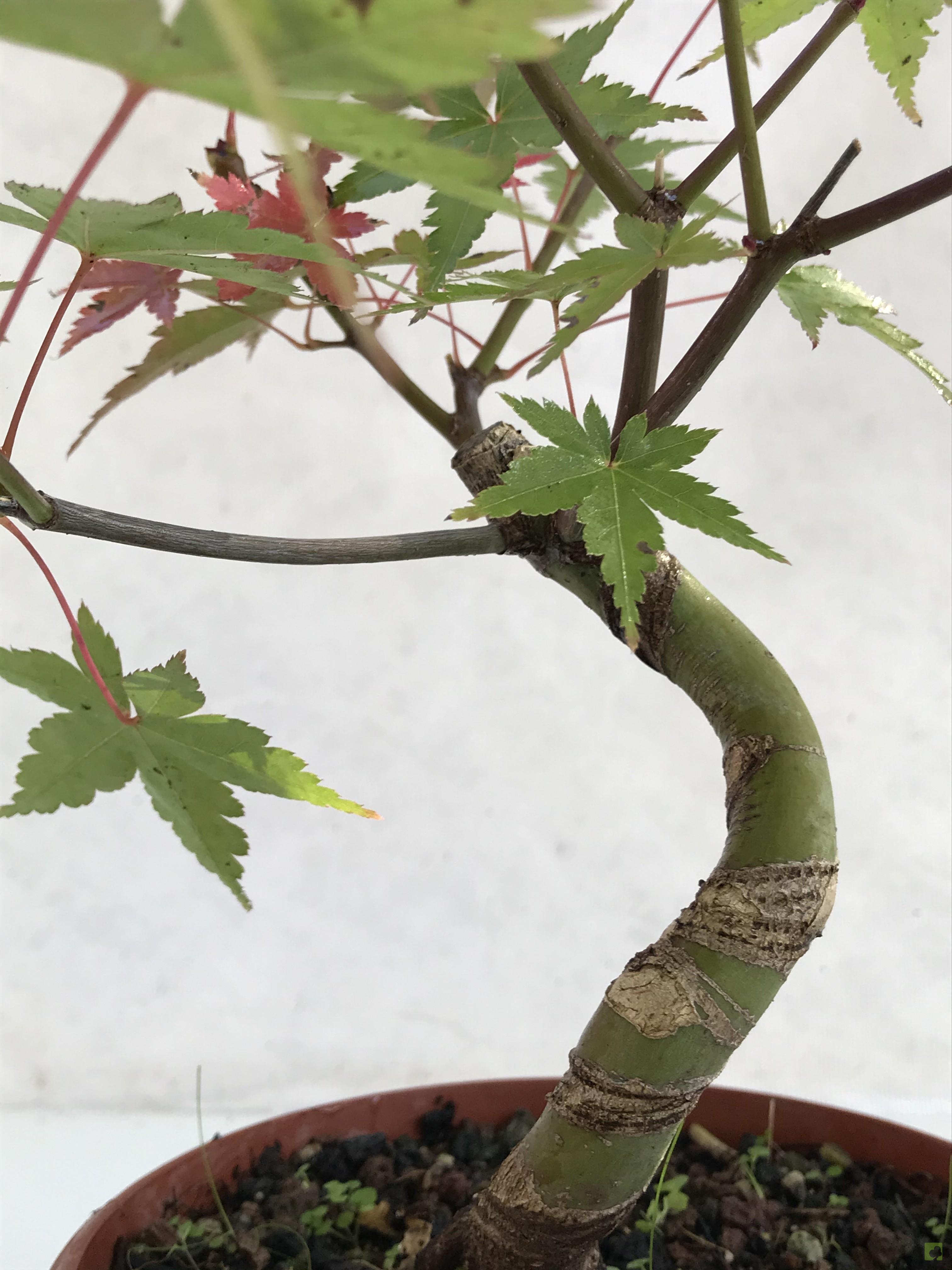 PREBONSAI ACER YAMAMOMIJI PREBONSAI ACER YAMAMOMIJI