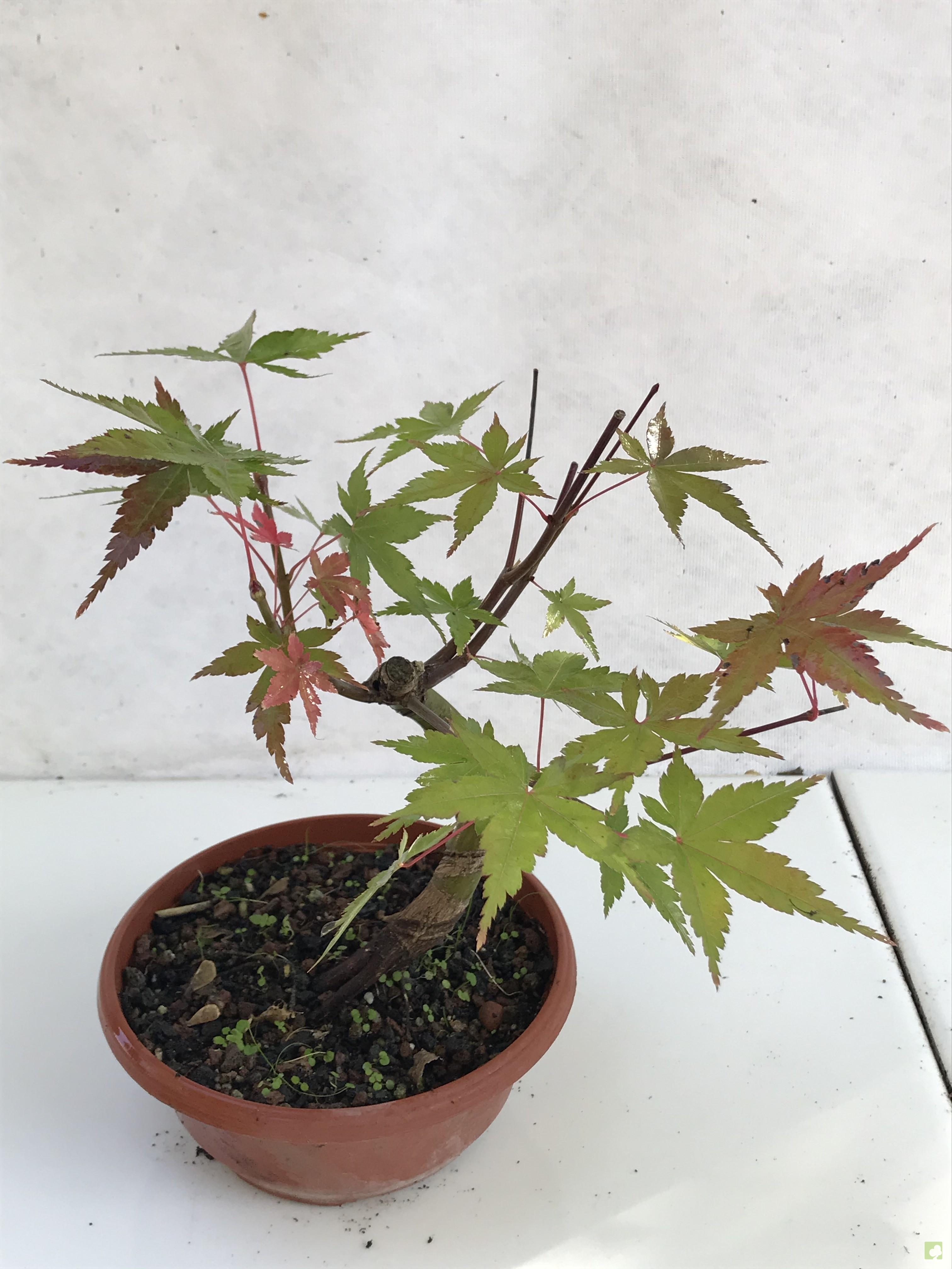 PREBONSAI ACER YAMAMOMIJI PREBONSAI ACER YAMAMOMIJI