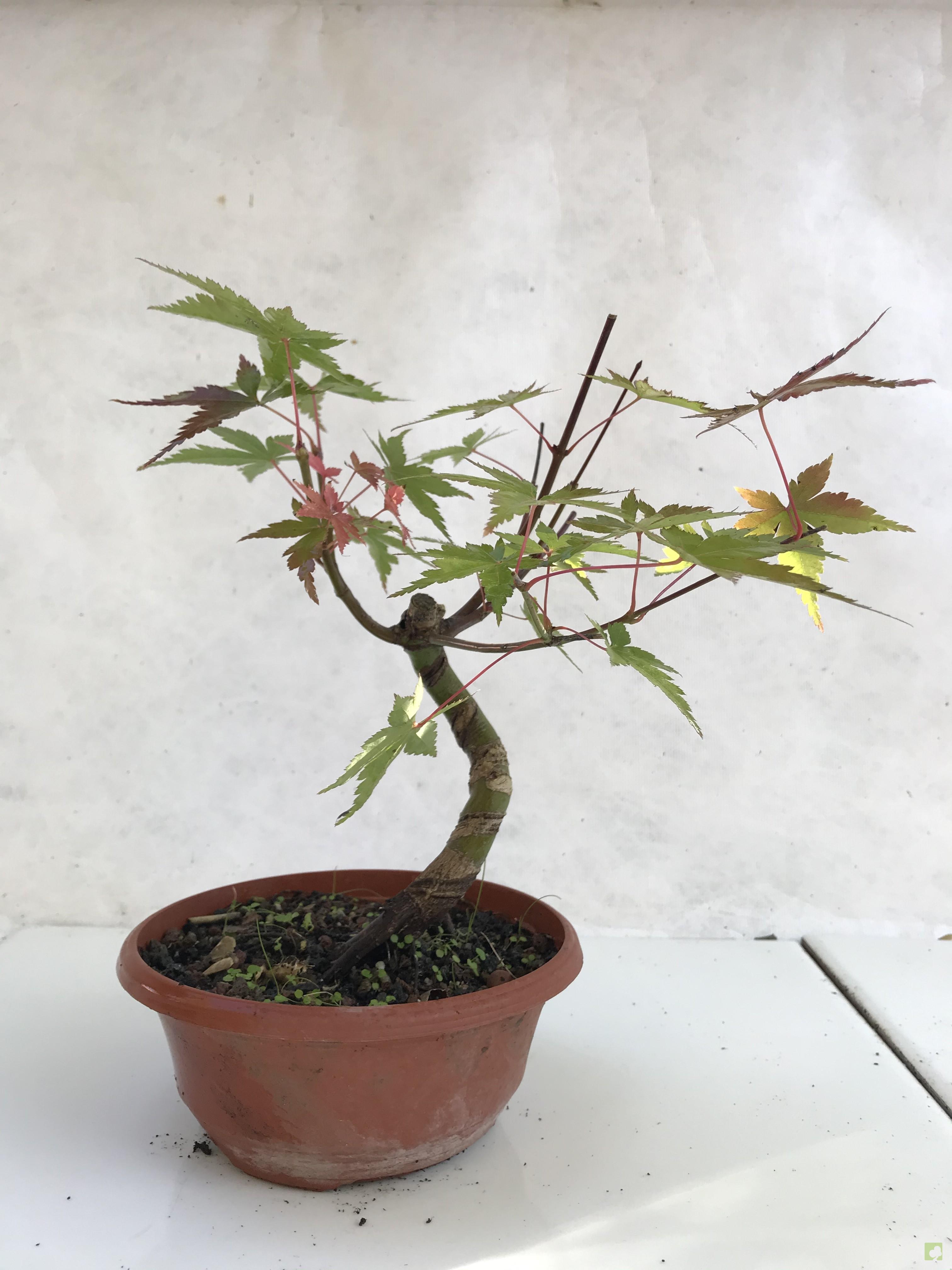 PREBONSAI ACER YAMAMOMIJI PREBONSAI ACER YAMAMOMIJI