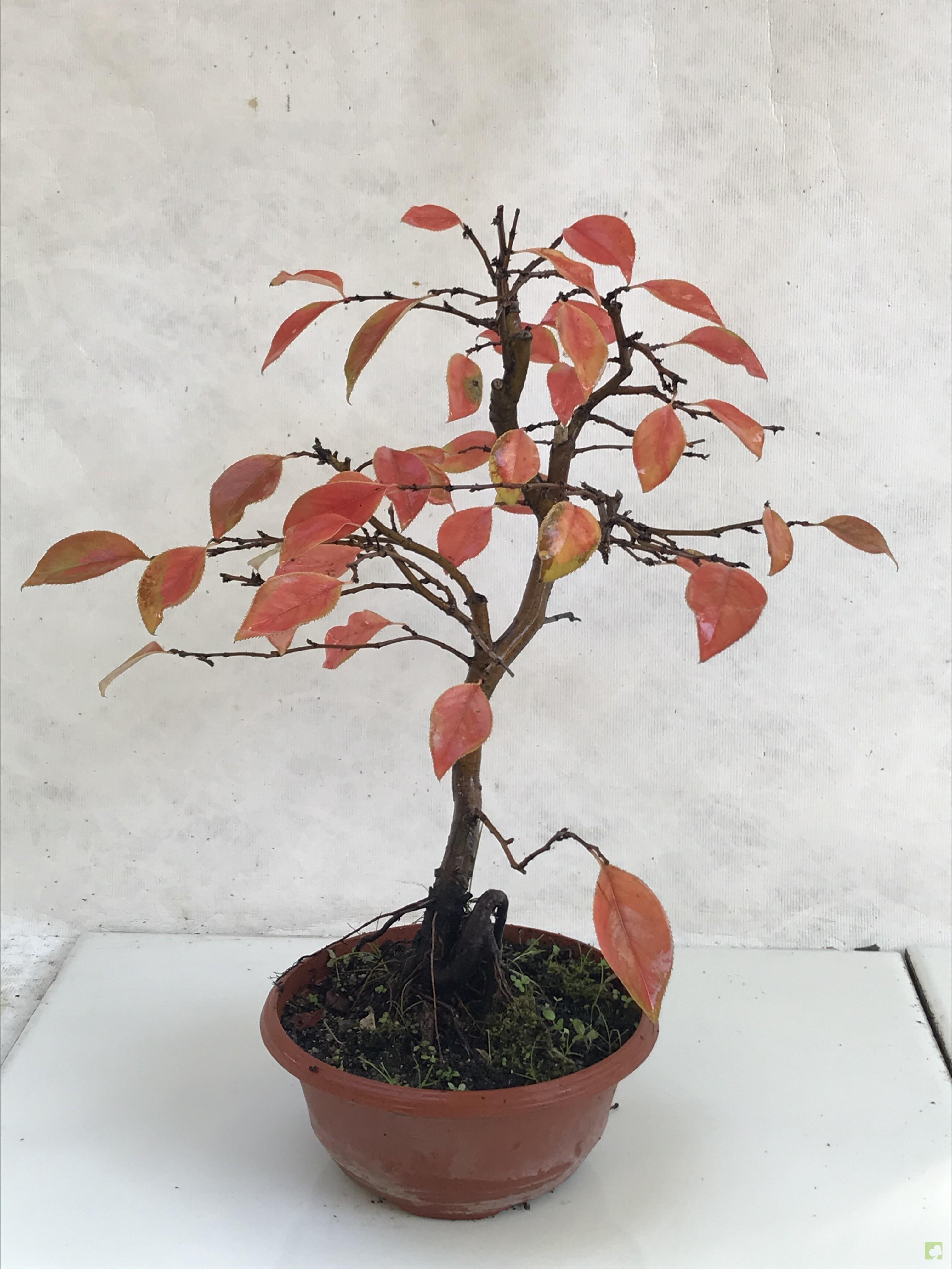 PREBONSAI PSUEDOCYDONIA SINESIS PREBONSAI PSUEDOCYDONIA SINESIS