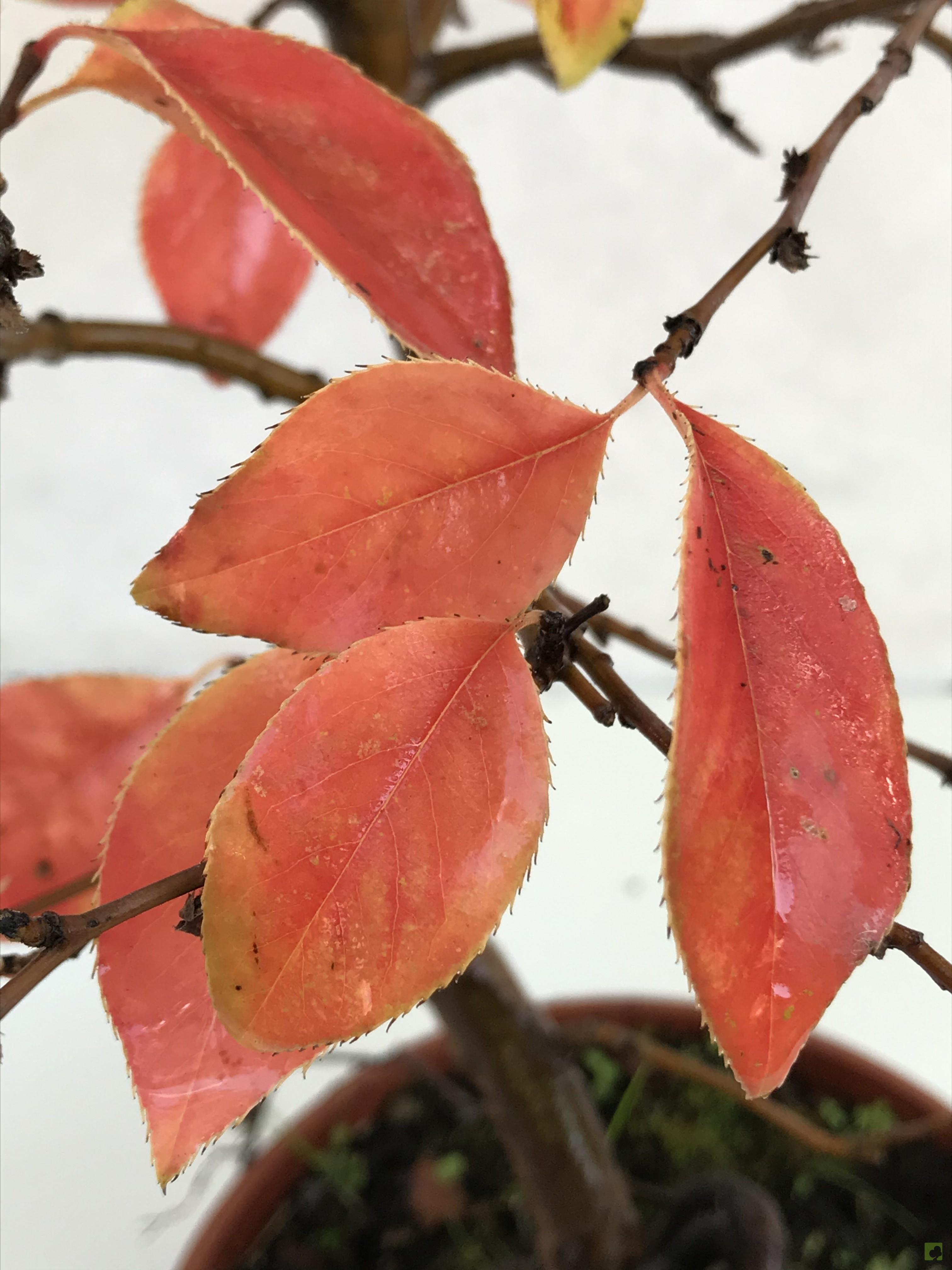 PREBONSAI PSUEDOCYDONIA SINESIS PREBONSAI PSUEDOCYDONIA SINESIS