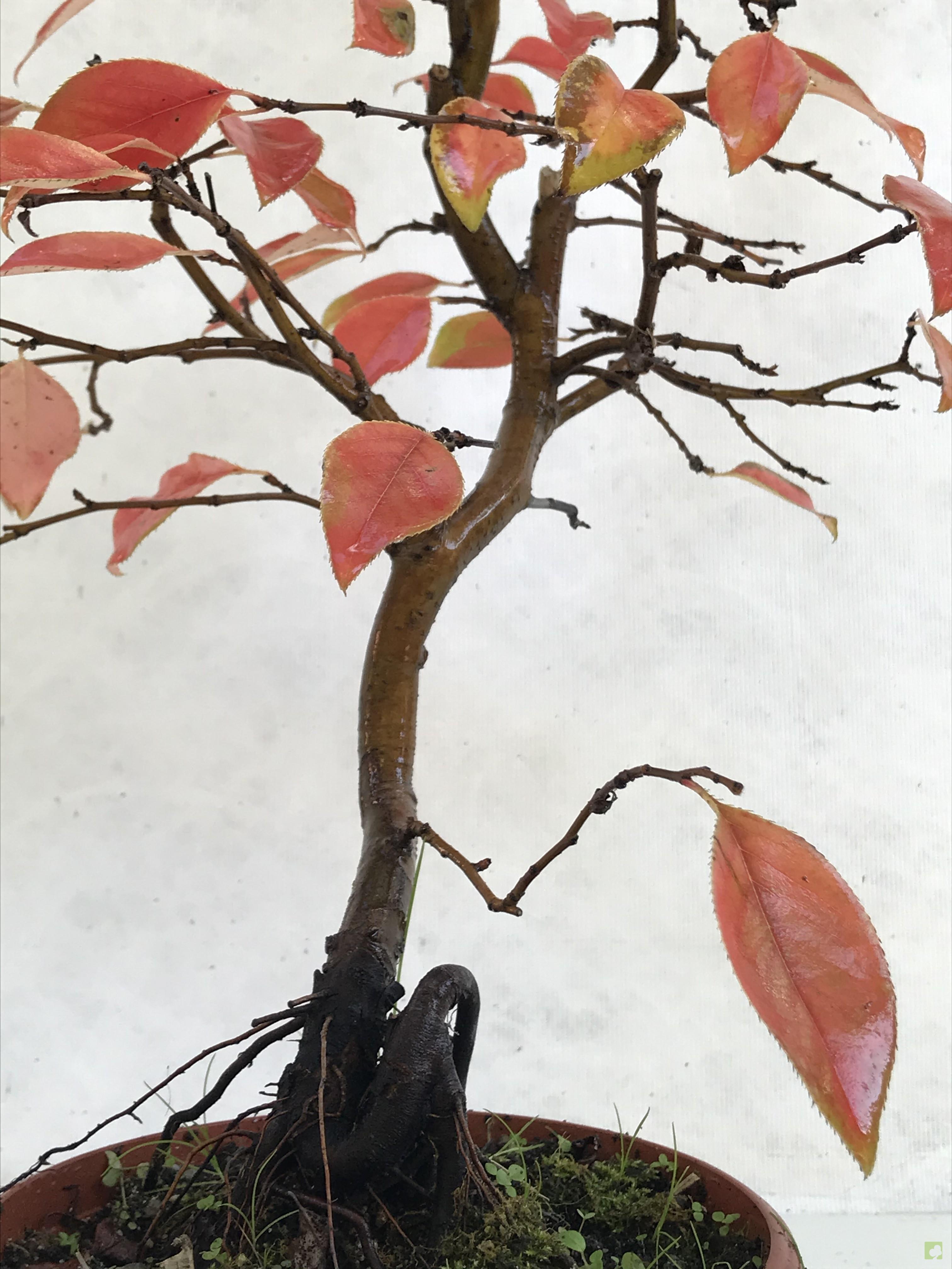 PREBONSAI PSUEDOCYDONIA SINESIS PREBONSAI PSUEDOCYDONIA SINESIS