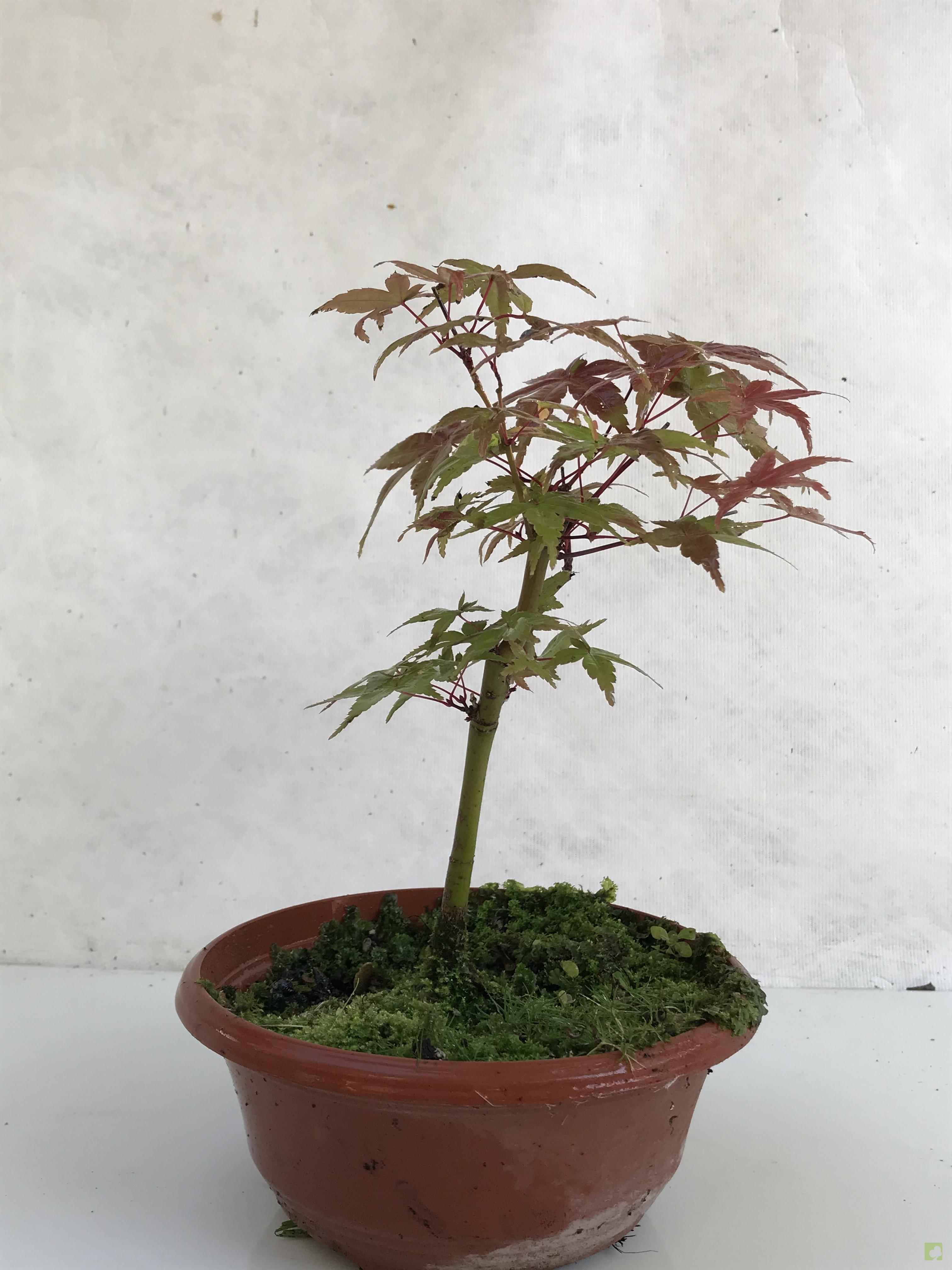 PREBONSAI ACER YAMAMOMIJI PREBONSAI ACER YAMAMOMIJI