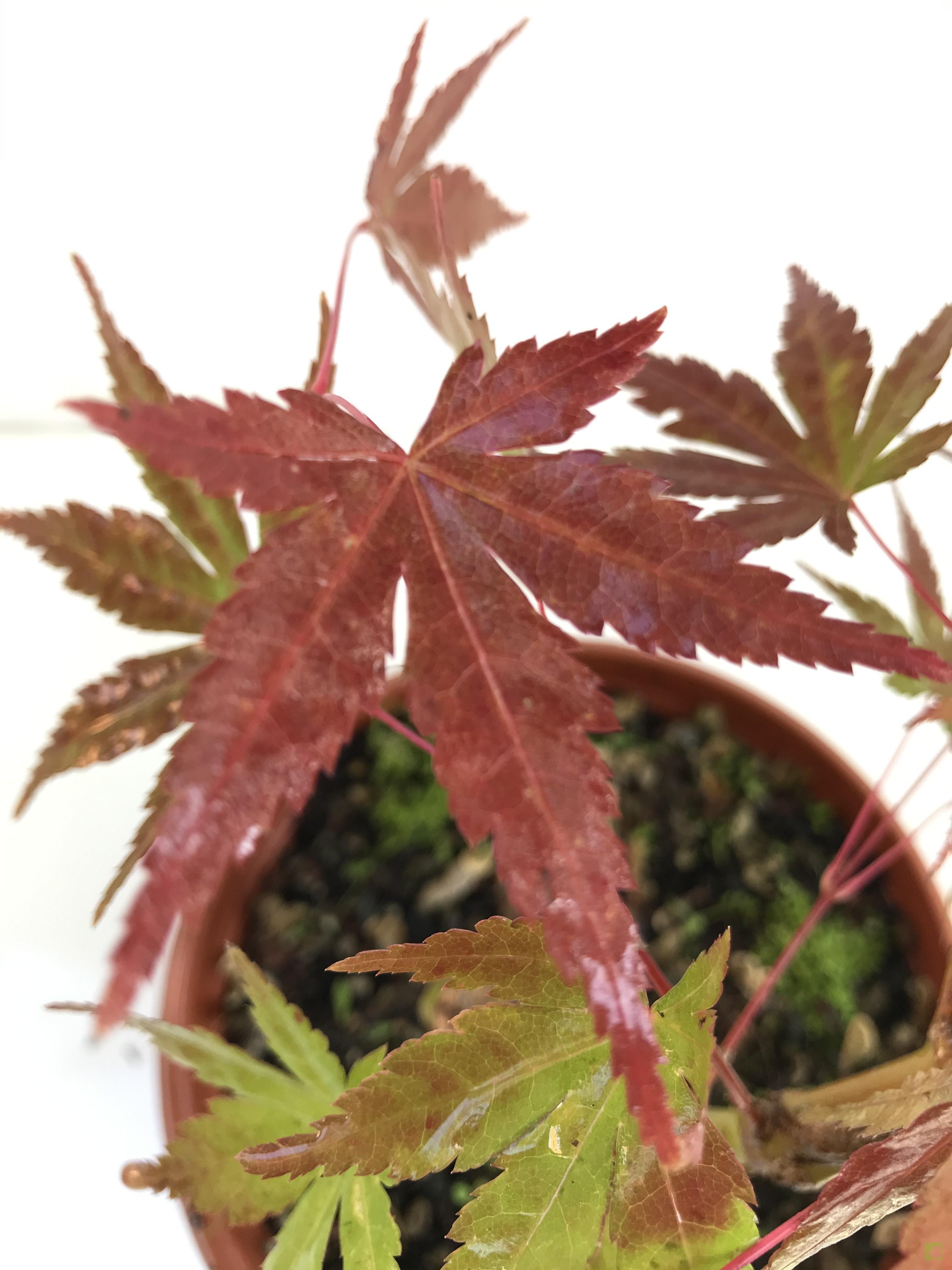 PREBONSAI ACER YAMAMOMIJI PREBONSAI ACER YAMAMOMIJI