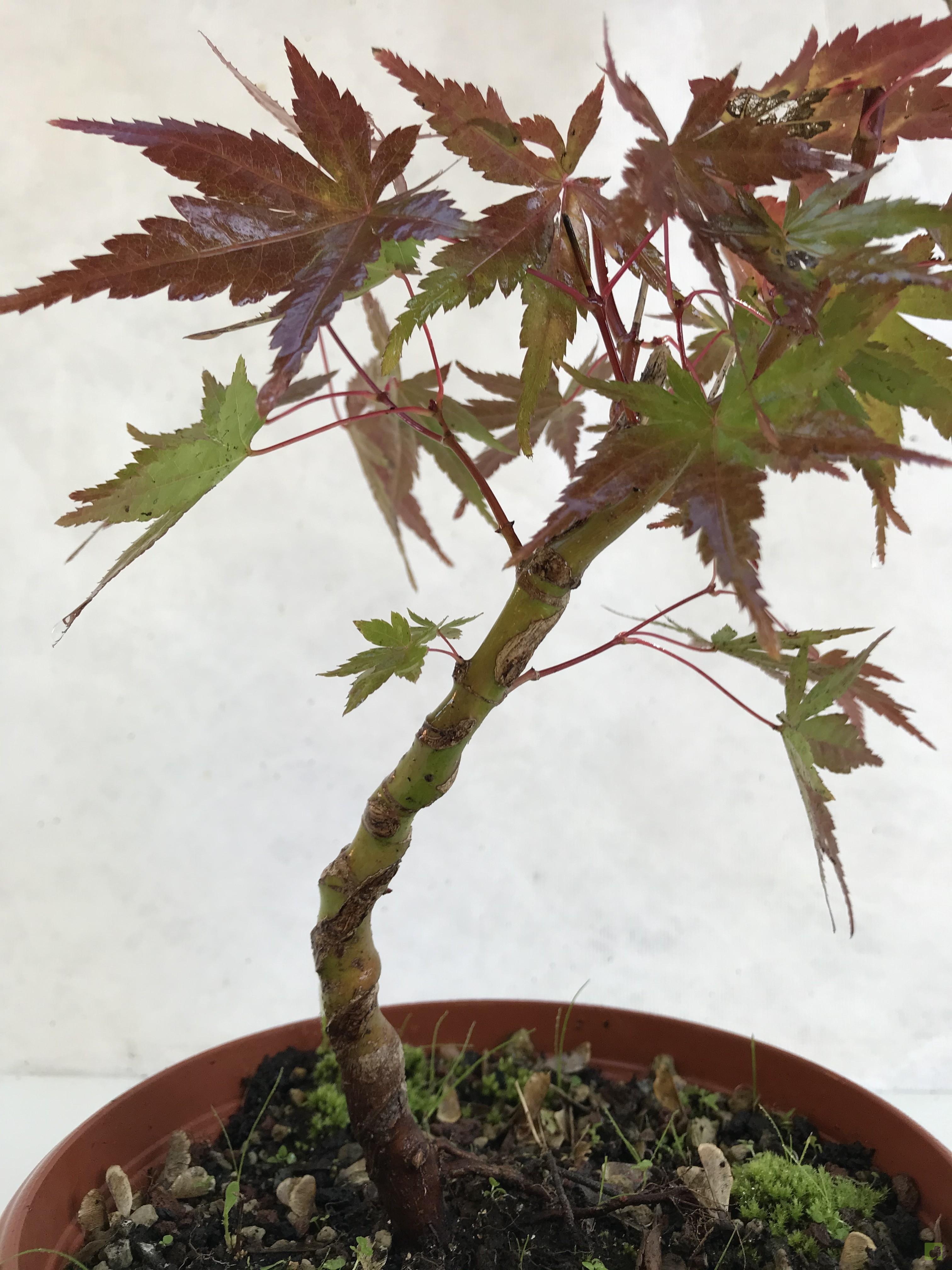 PREBONSAI ACER YAMAMOMIJI PREBONSAI ACER YAMAMOMIJI