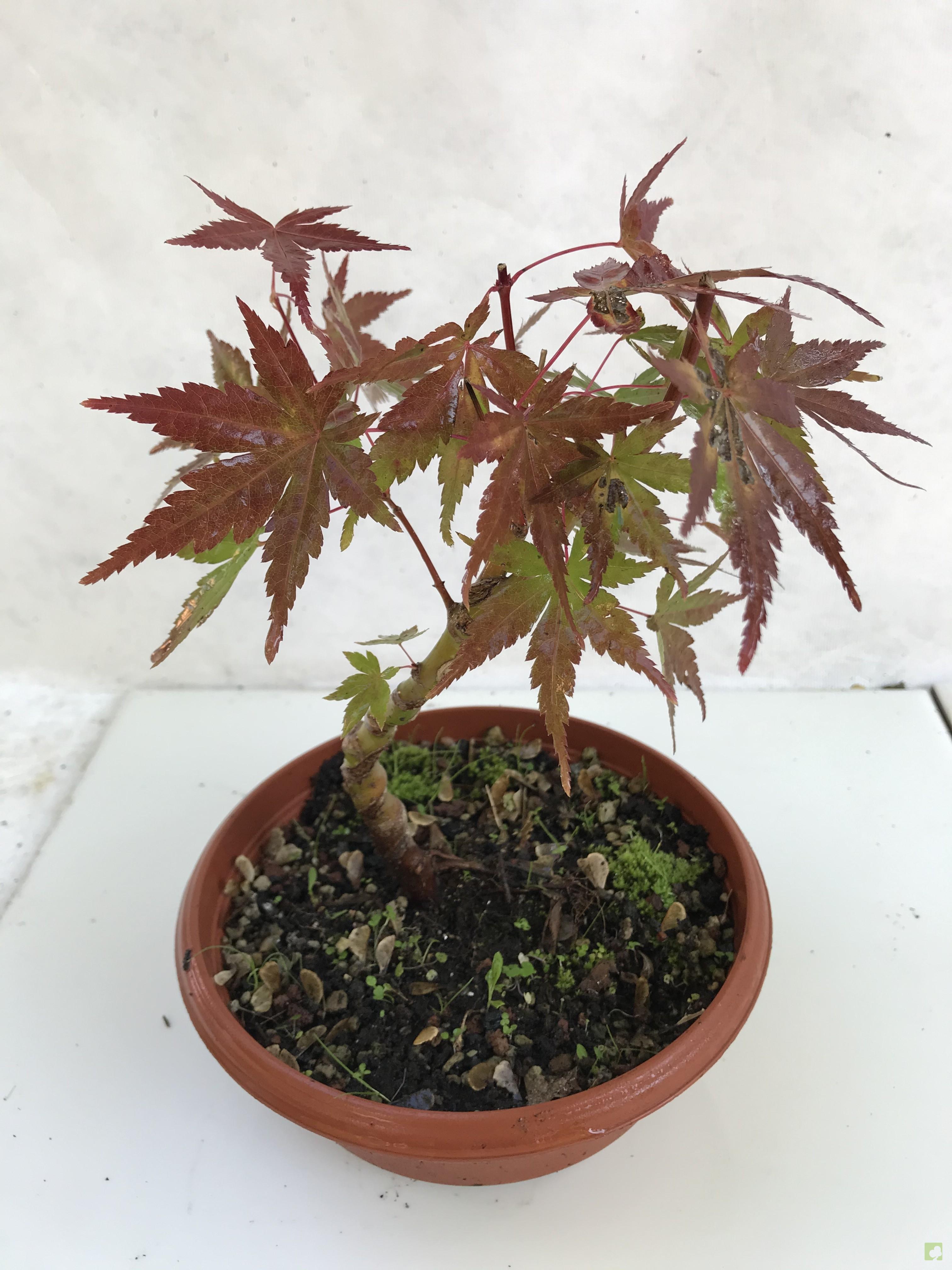 PREBONSAI ACER YAMAMOMIJI PREBONSAI ACER YAMAMOMIJI