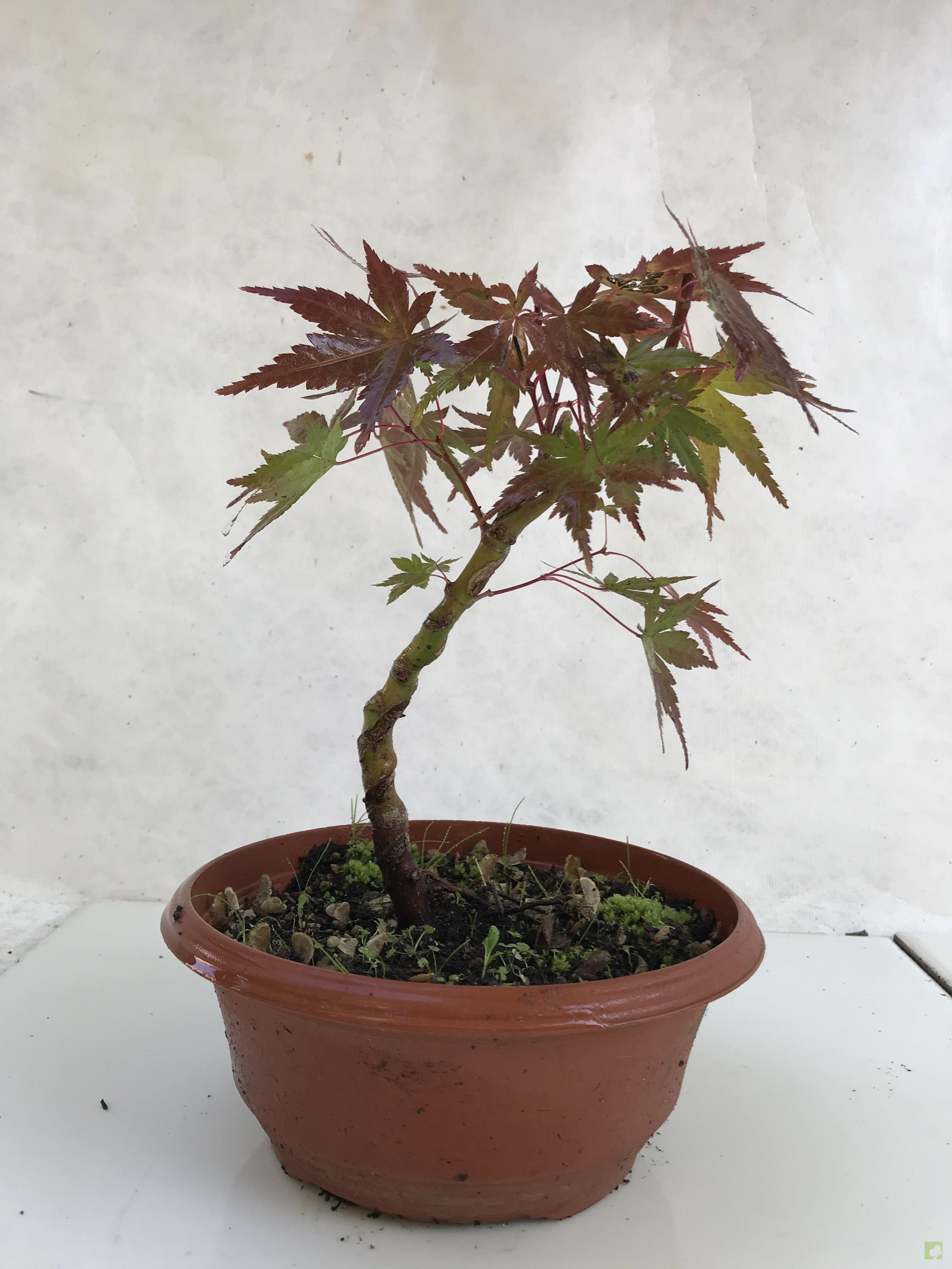 PREBONSAI ACER YAMAMOMIJI PREBONSAI ACER YAMAMOMIJI