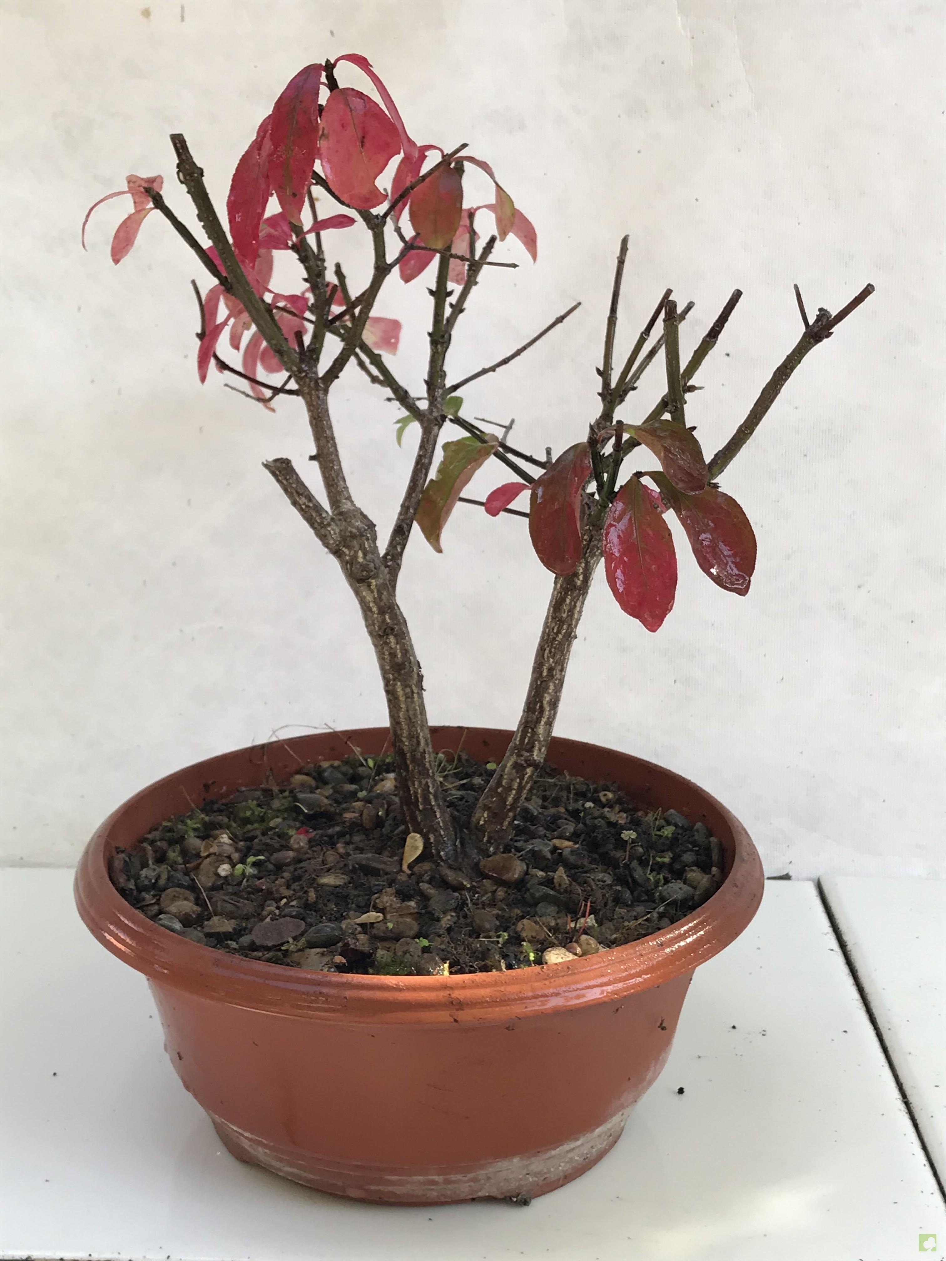 PREBONSAI EVONIMO PREBONSAI EVONIMO