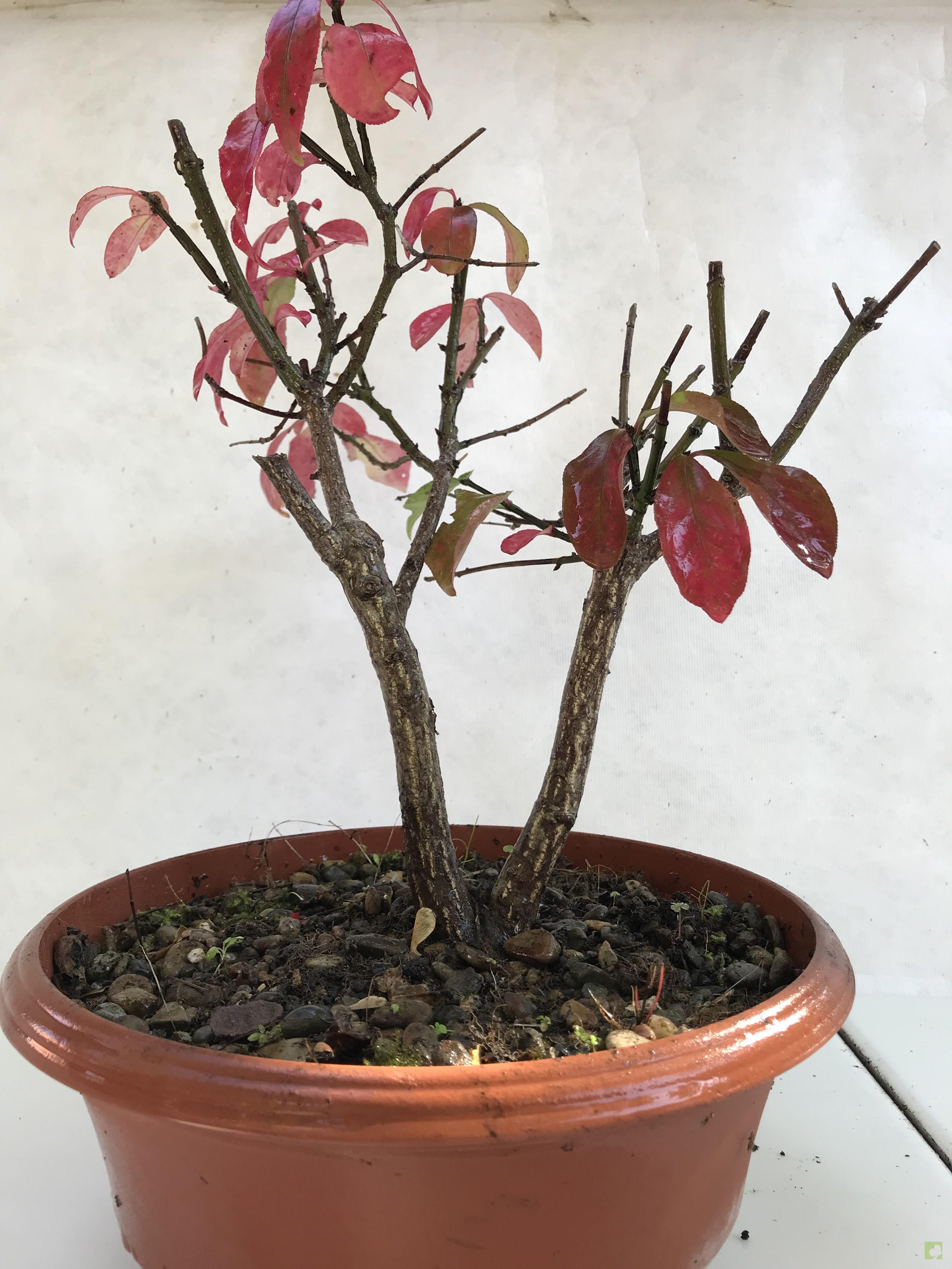PREBONSAI EVONIMO PREBONSAI EVONIMO