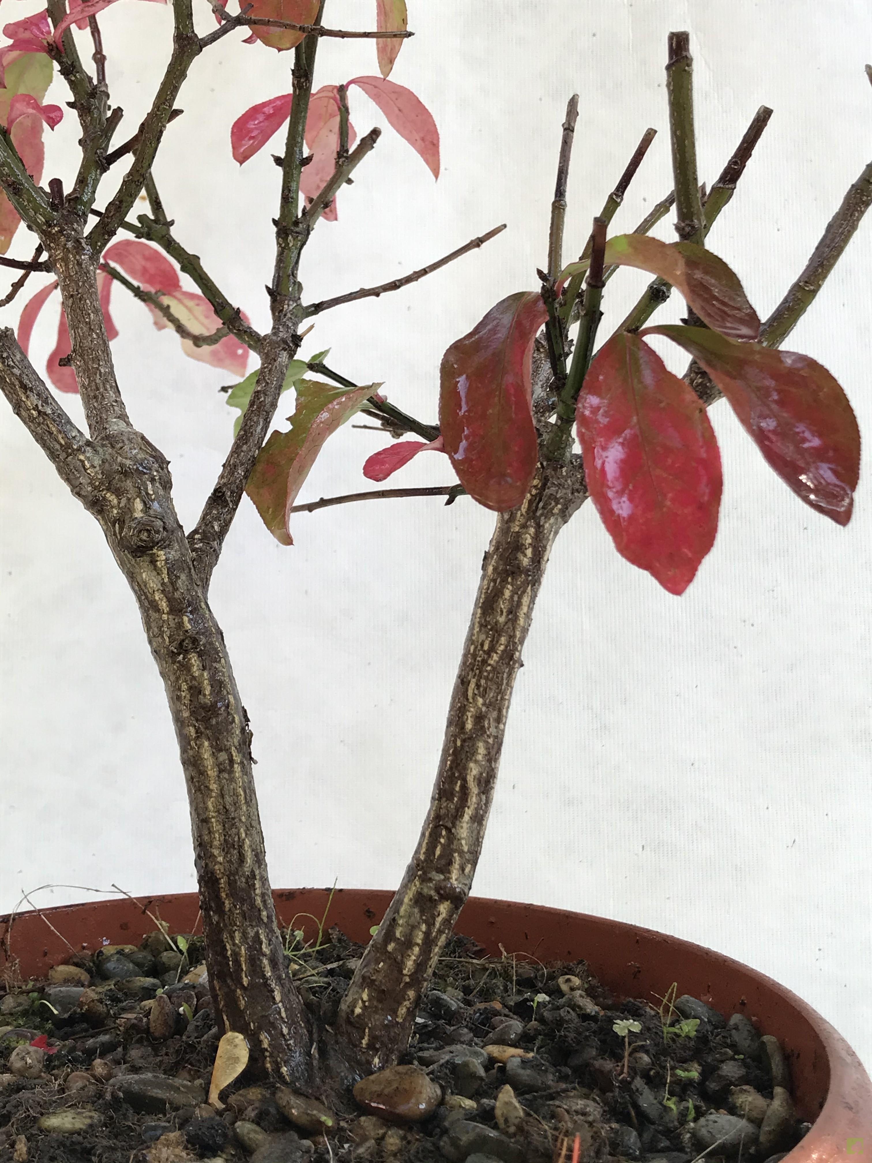 PREBONSAI EVONIMO PREBONSAI EVONIMO